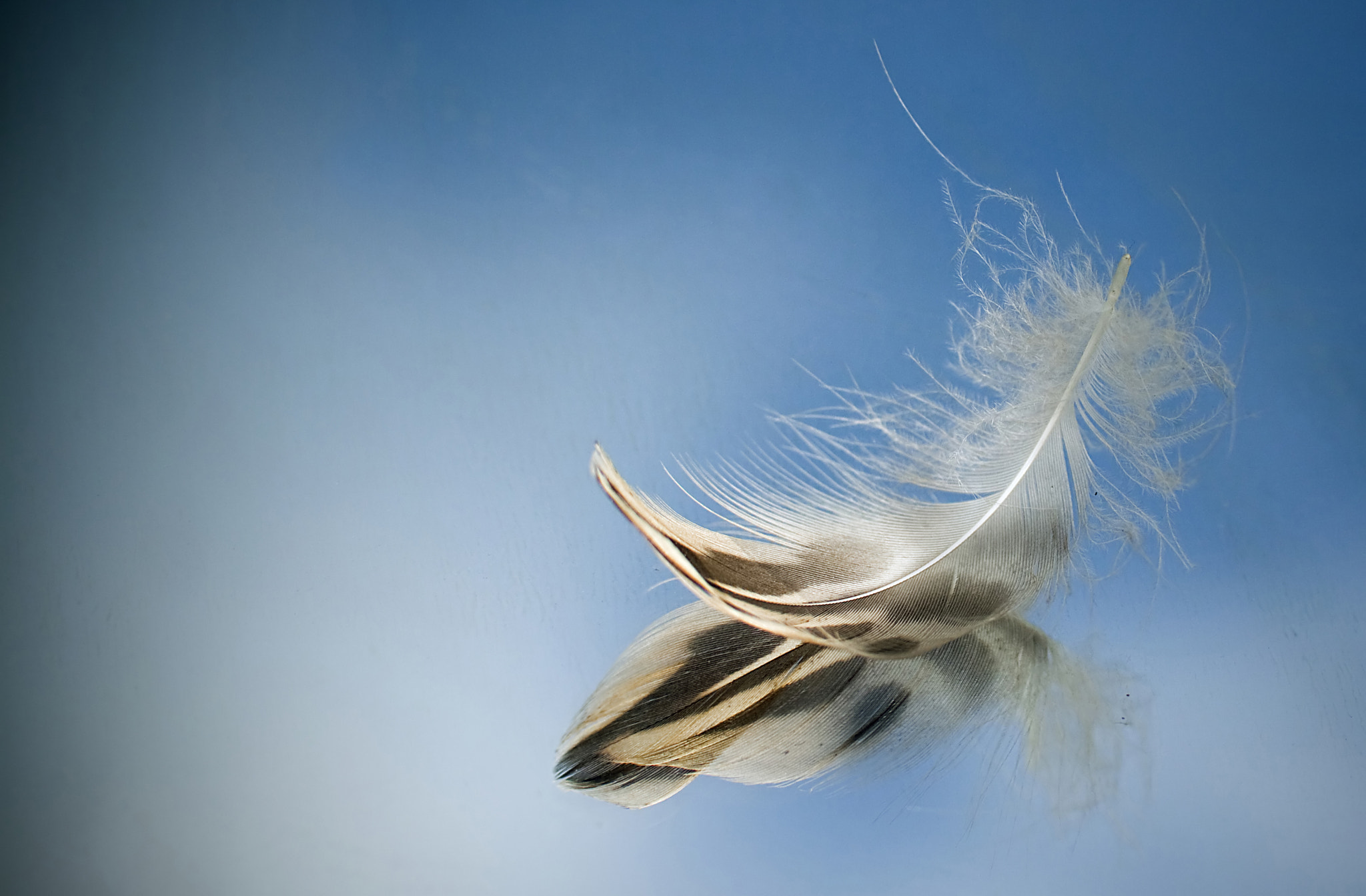 Canon EF-S 60mm F2.8 Macro USM sample photo. Feder photography