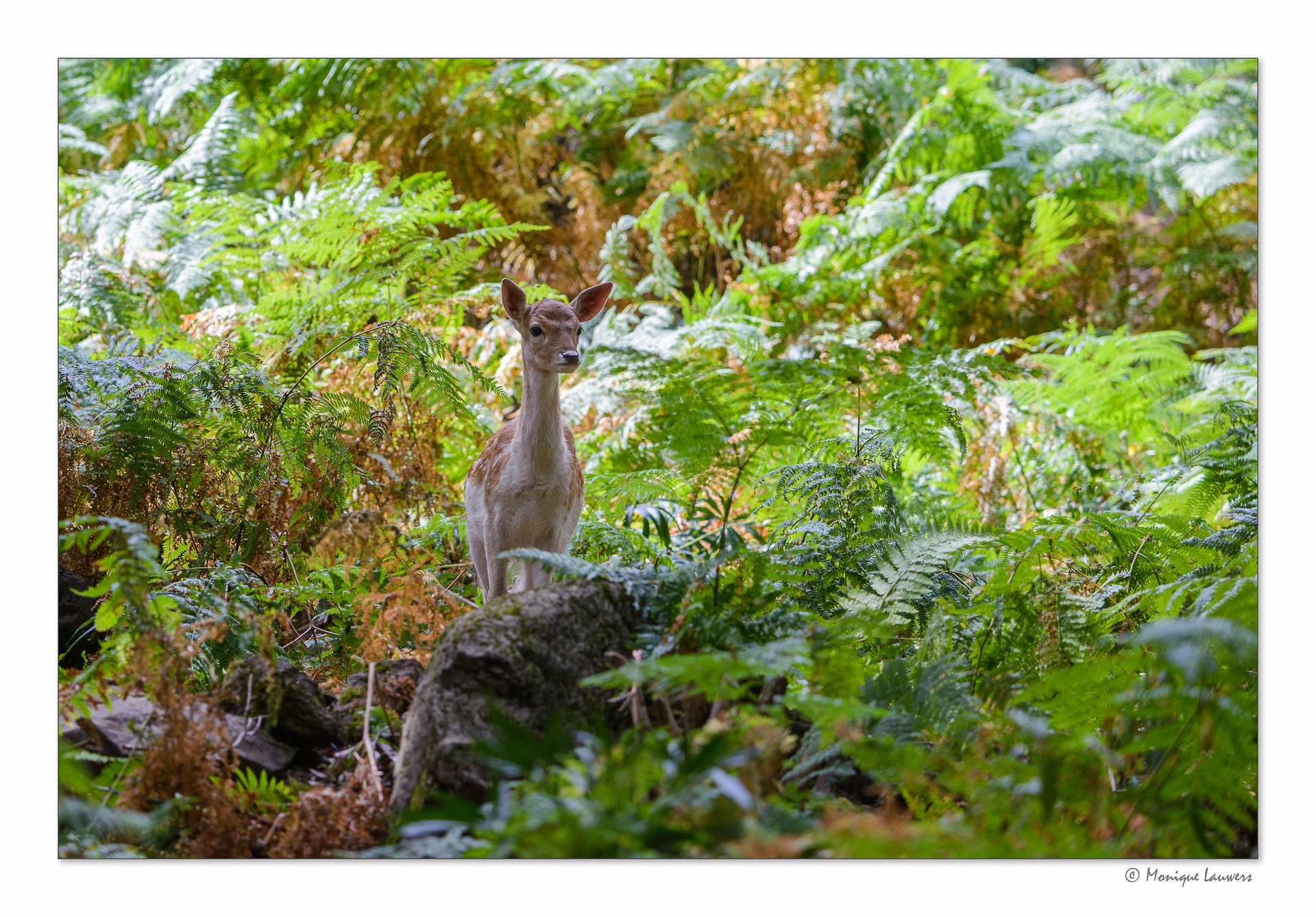 Nikon D600 sample photo. Fallow deer photography