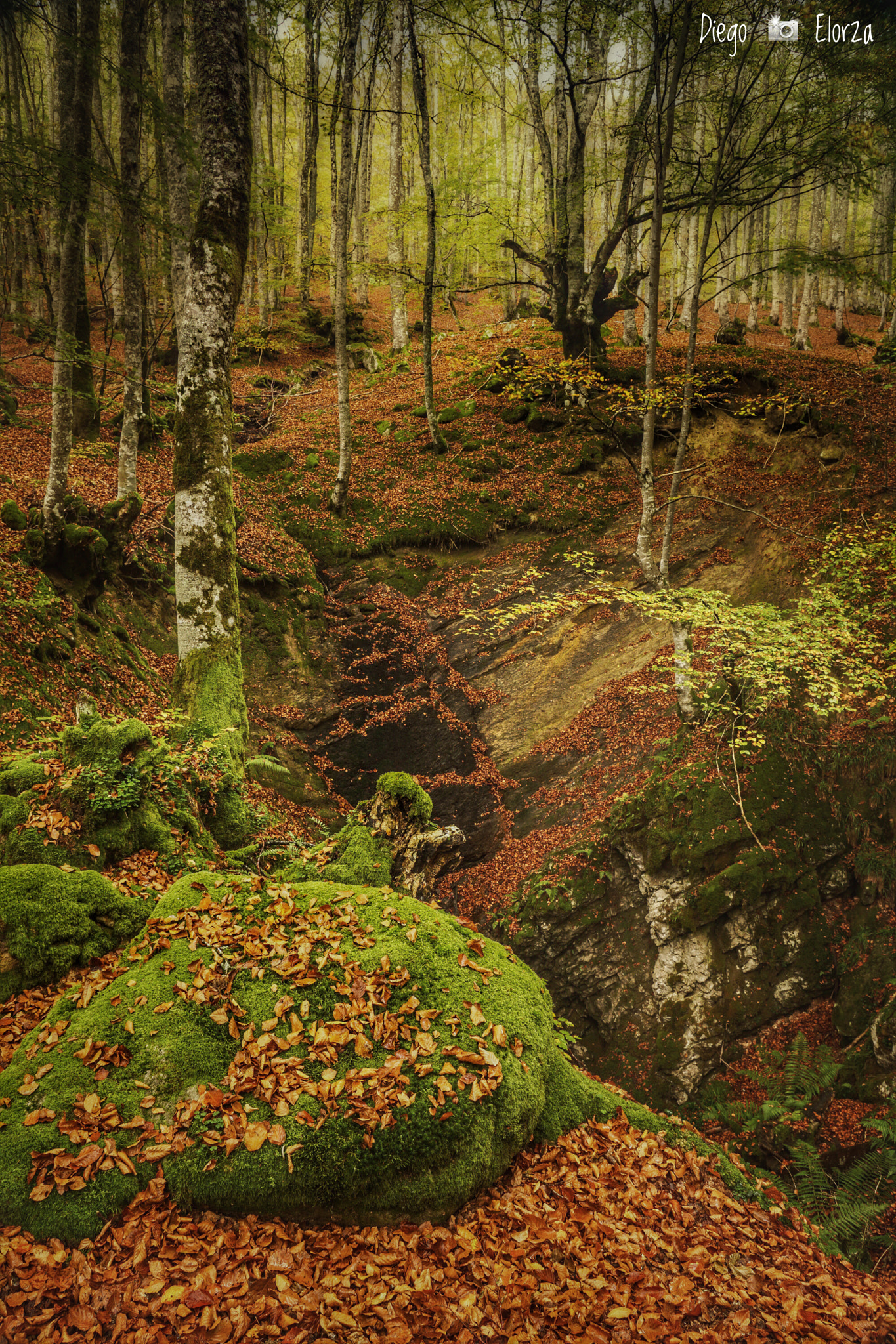 Sony DT 16-105mm F3.5-5.6 sample photo. Hayedo en sierra de elgea. photography