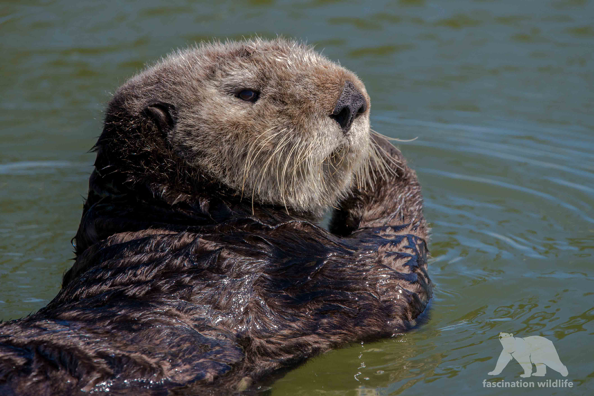 Sigma 150-600mm F5-6.3 DG OS HSM | S sample photo. Sea otter photography