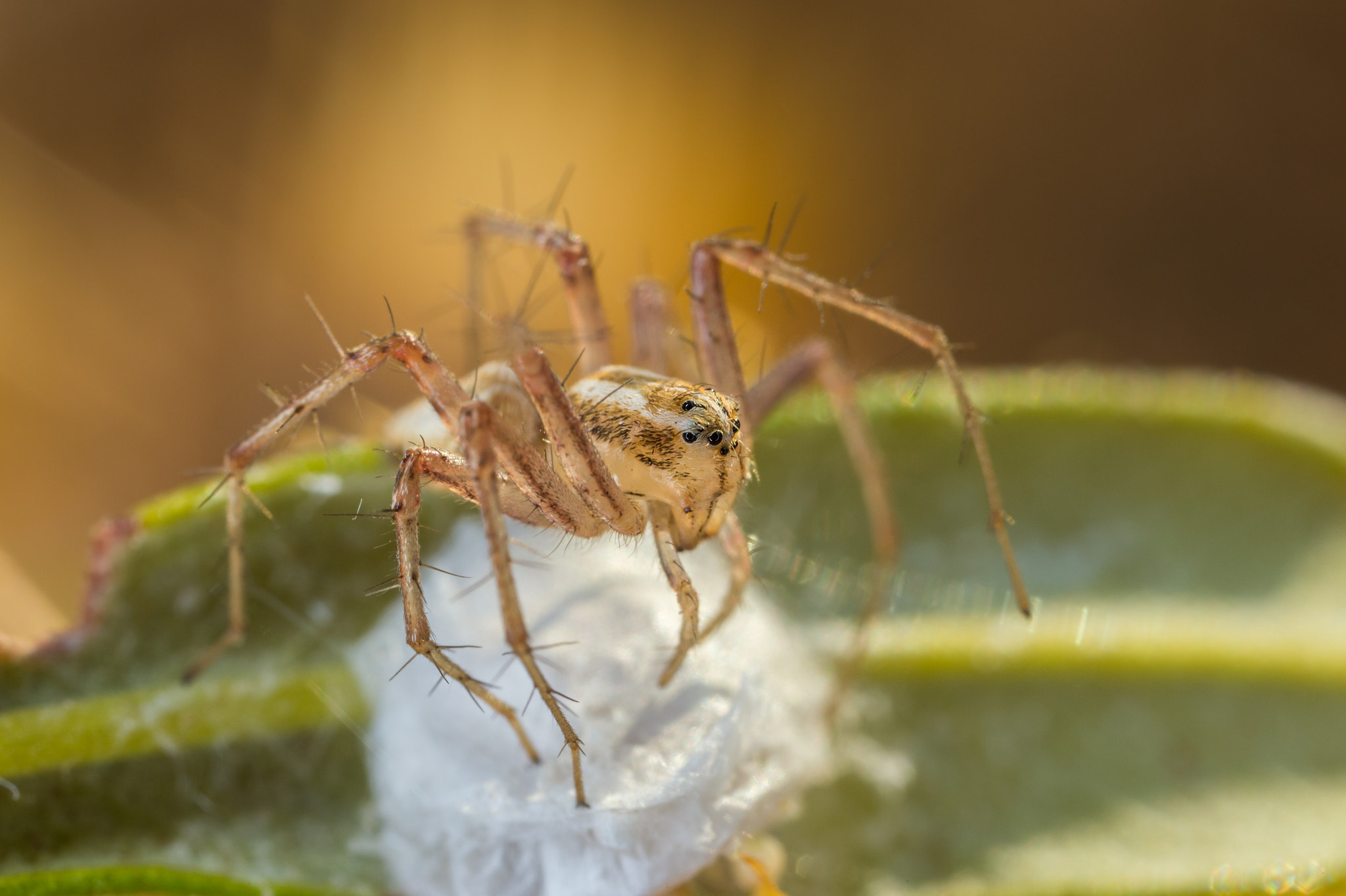 Canon MP-E 65mm F2.5 1-5x Macro Photo sample photo. Jumping spider photography