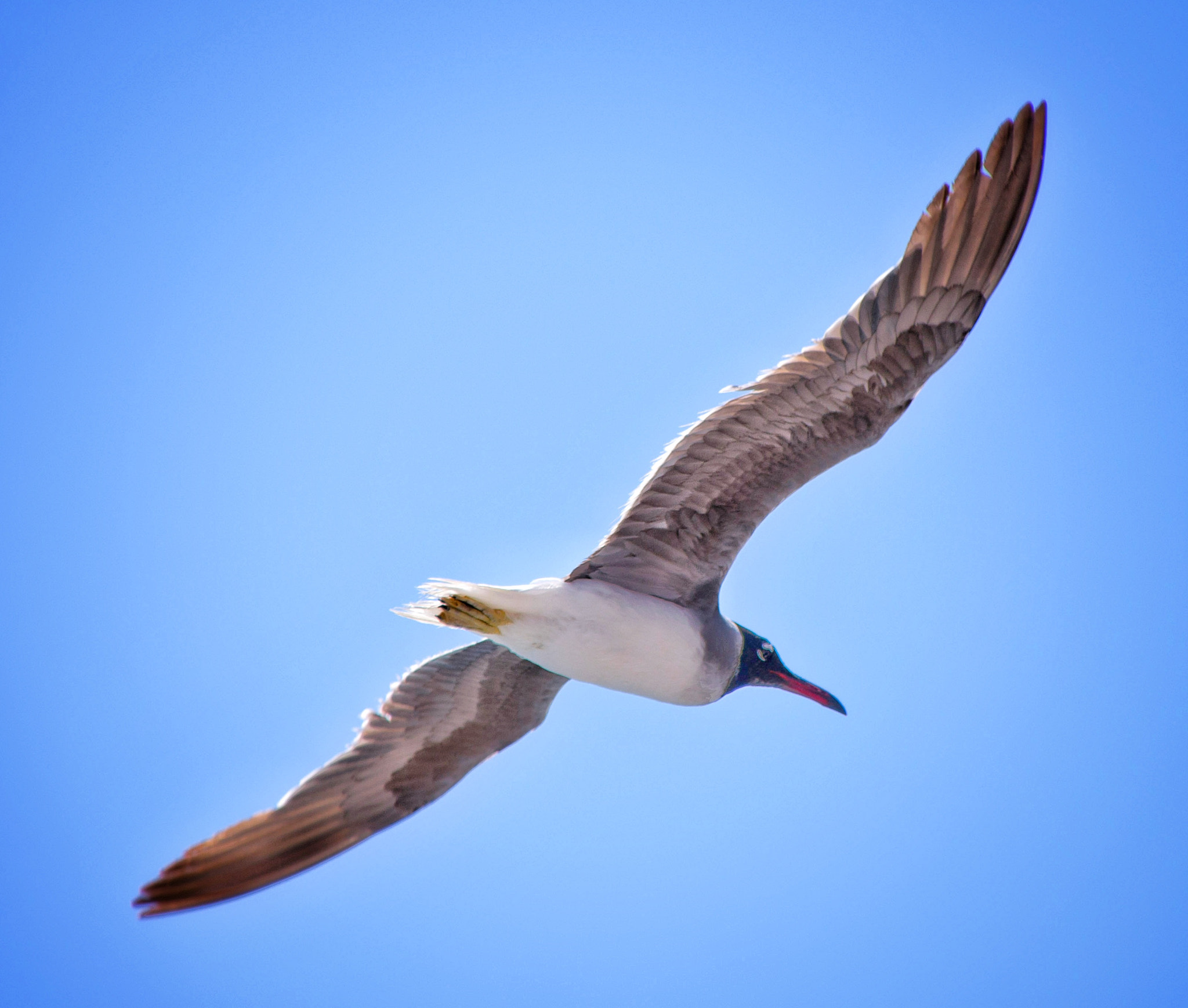 Sigma 28-300mm F3.5-6.3 DG Macro sample photo. Sea gull  photography