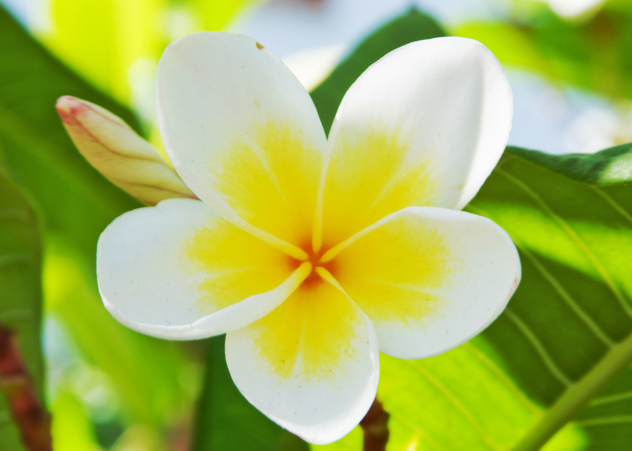 Sigma 28-300mm F3.5-6.3 DG Macro sample photo. White rose photography
