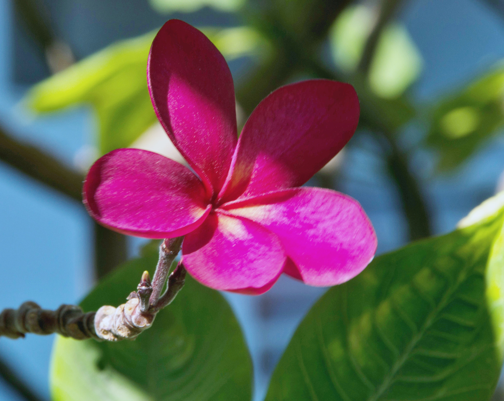 Sigma 28-300mm F3.5-6.3 DG Macro sample photo. Shadow rose photography