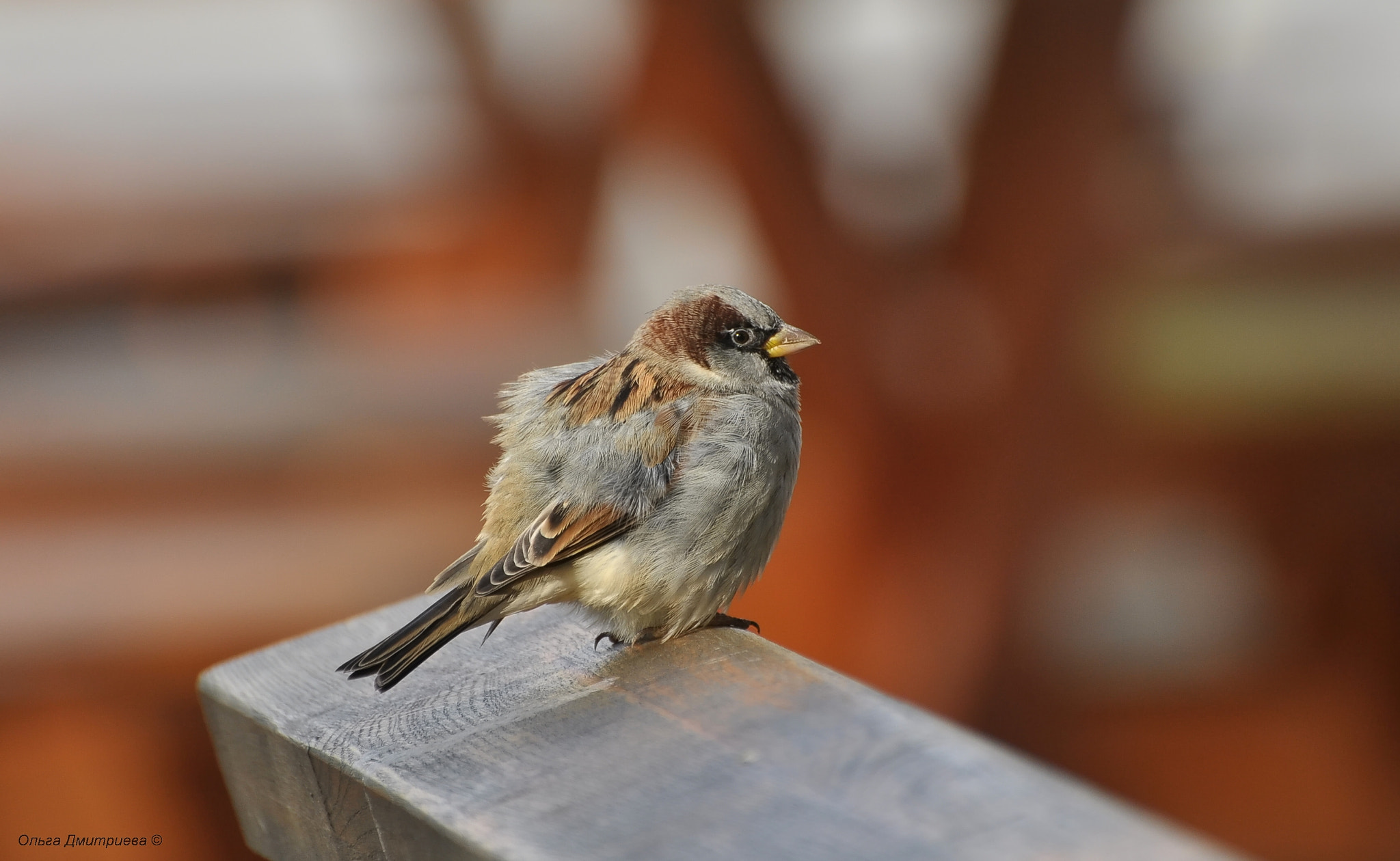 Nikon D5000 sample photo. *** photography