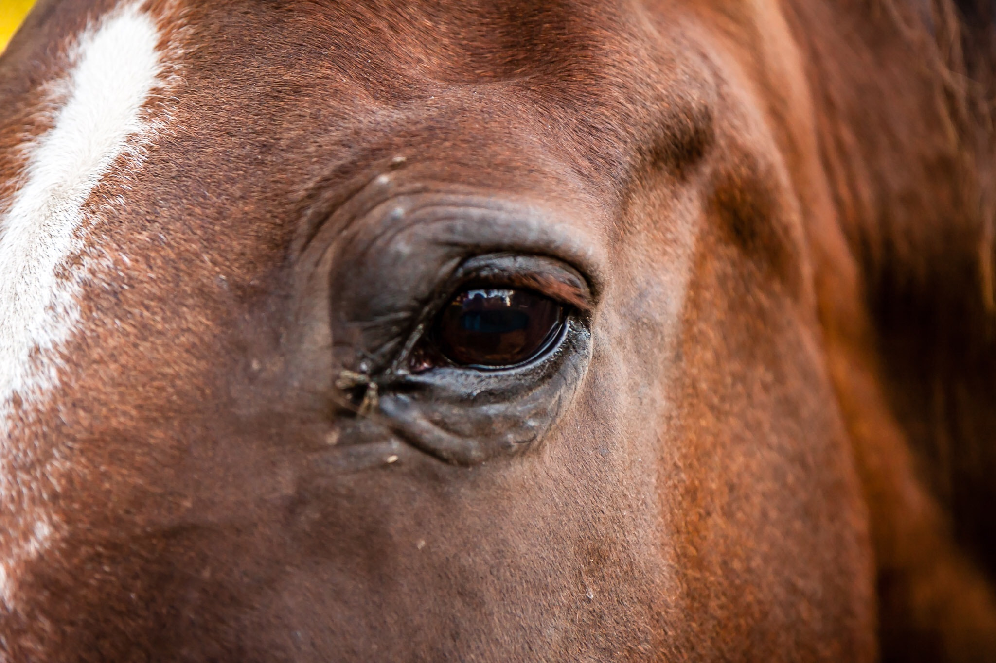 Canon EF-S 17-55mm F2.8 IS USM sample photo. Horse eye photography
