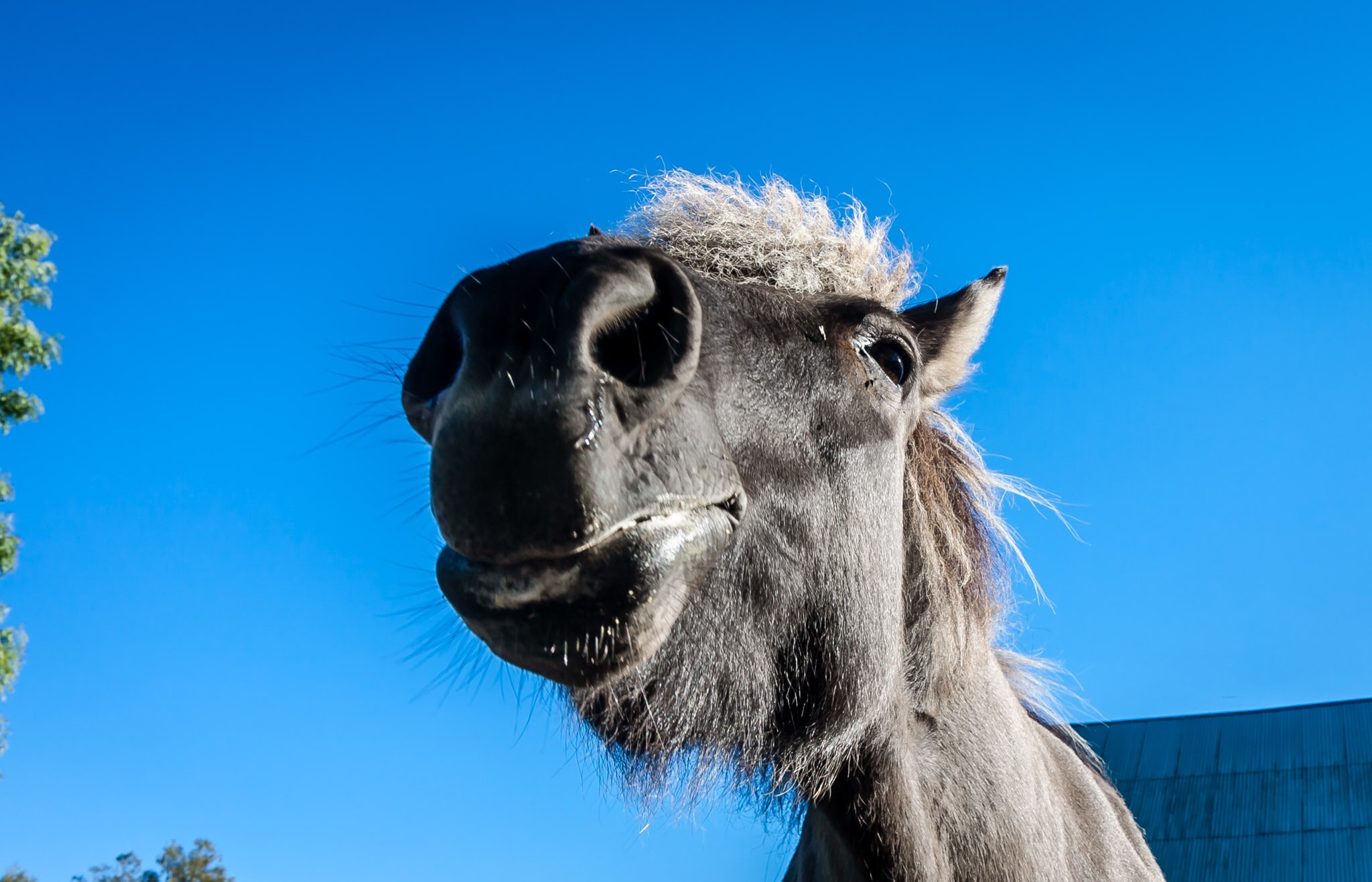 Canon EF-S 17-55mm F2.8 IS USM sample photo. Horse head photography