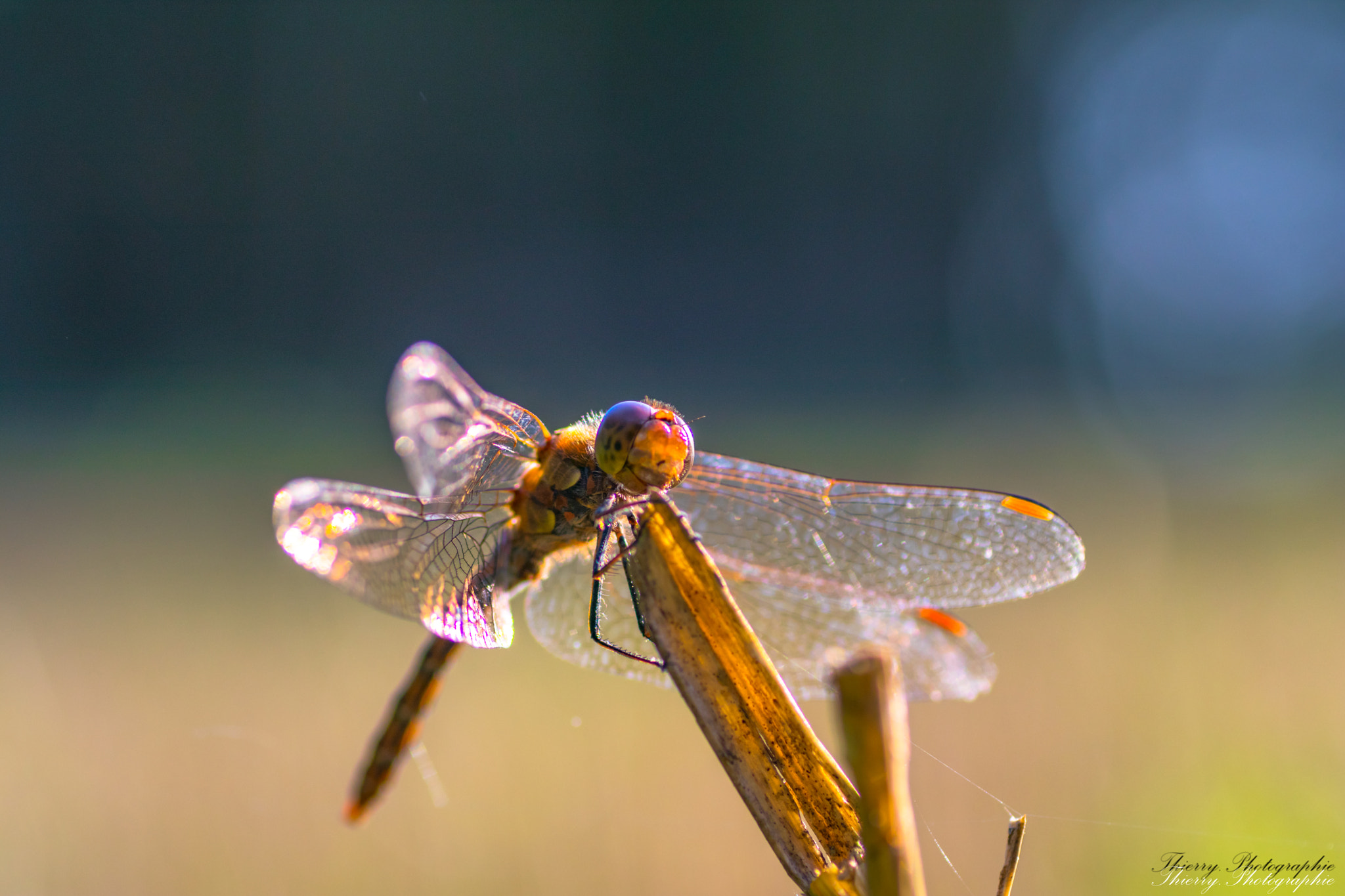 Canon EOS 80D + Tamron SP AF 90mm F2.8 Di Macro sample photo. 5874.jpg photography