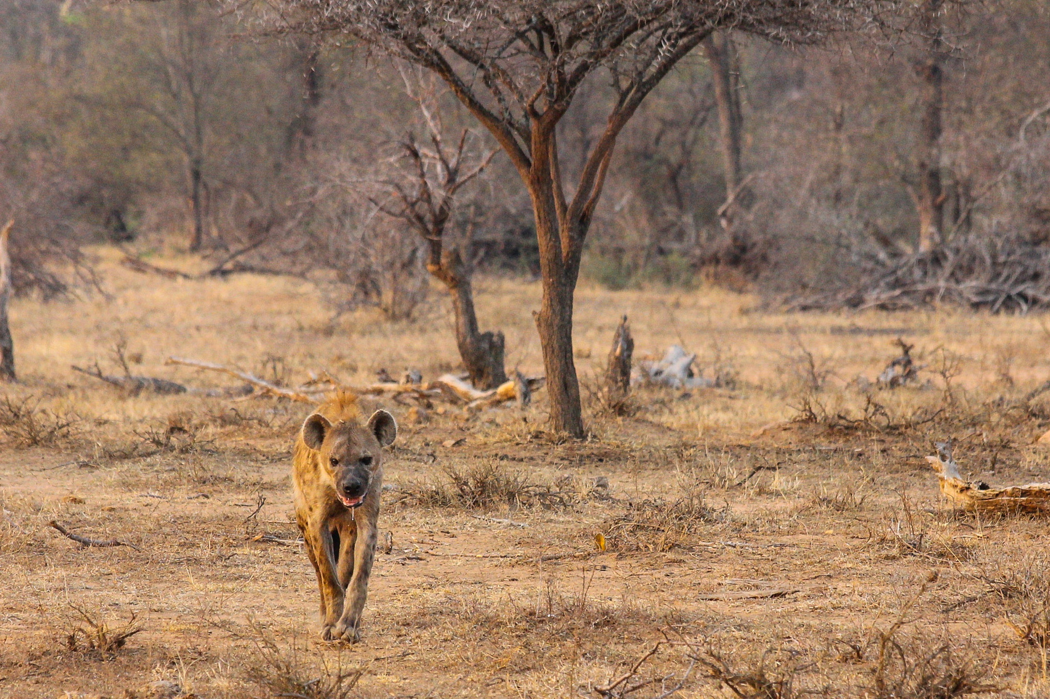 Canon EF 70-300mm F4-5.6 IS USM sample photo. Lone hyena on the way home photography