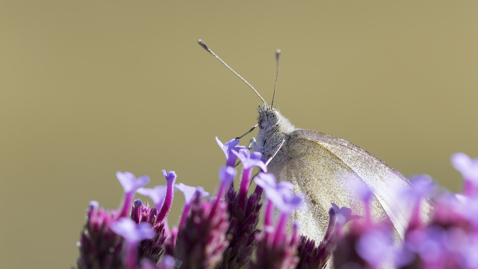 Tamron SP AF 180mm F3.5 Di LD (IF) Macro sample photo. Papillon photography