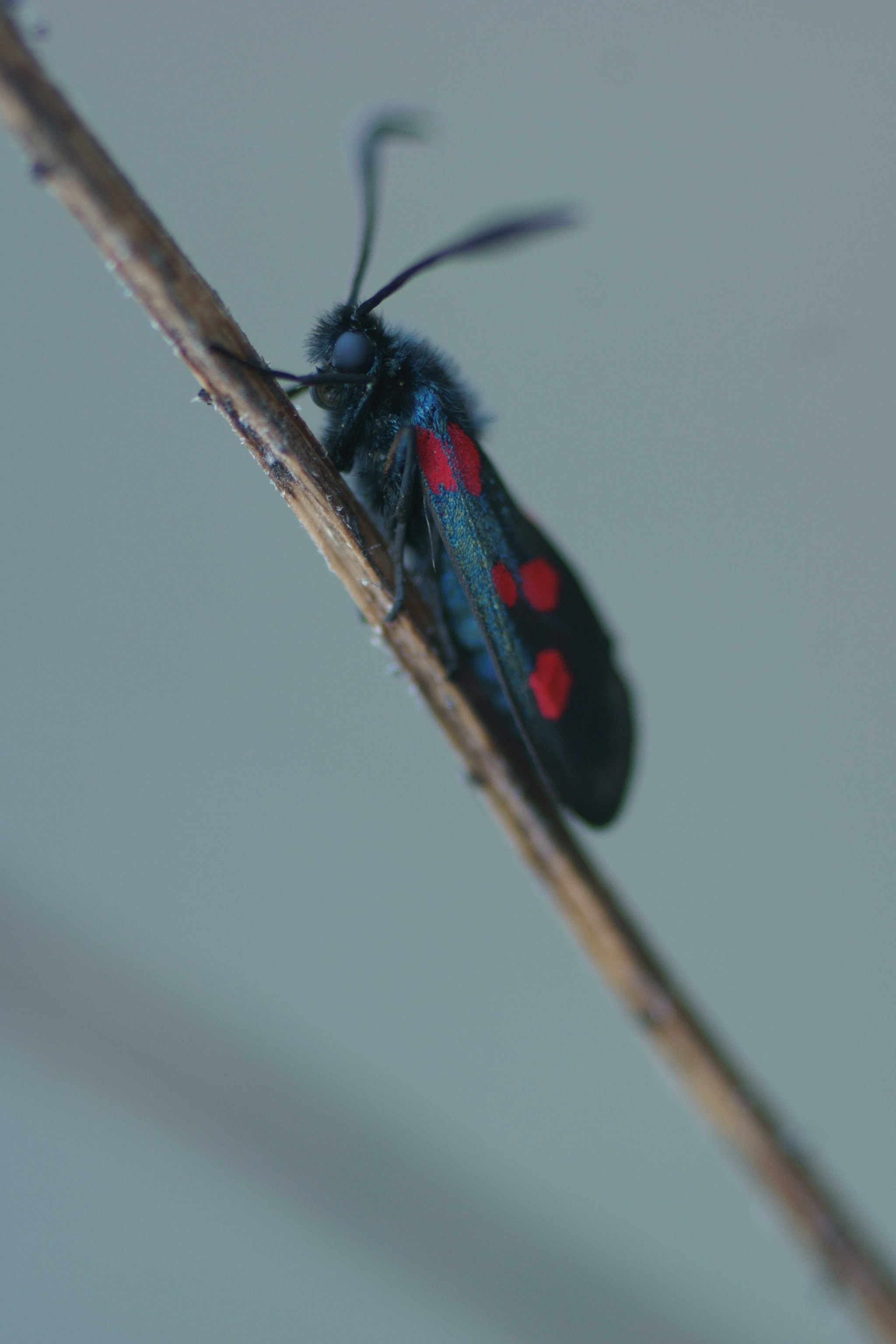 Sony a6000 + Tamron SP AF 90mm F2.8 Di Macro sample photo. Zygaena loti photography