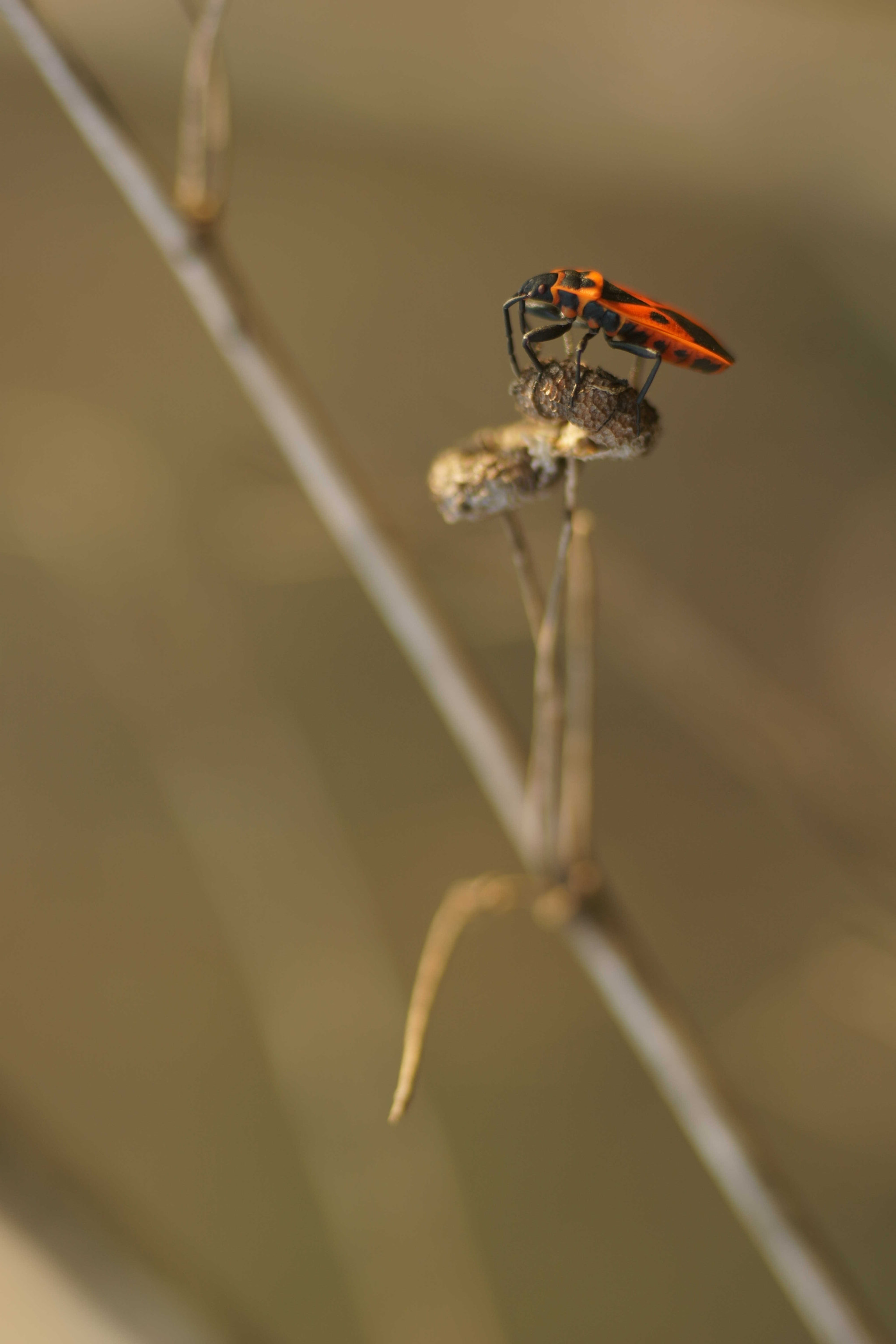 Sony a6000 + Tamron SP AF 90mm F2.8 Di Macro sample photo. Chinche rojo photography