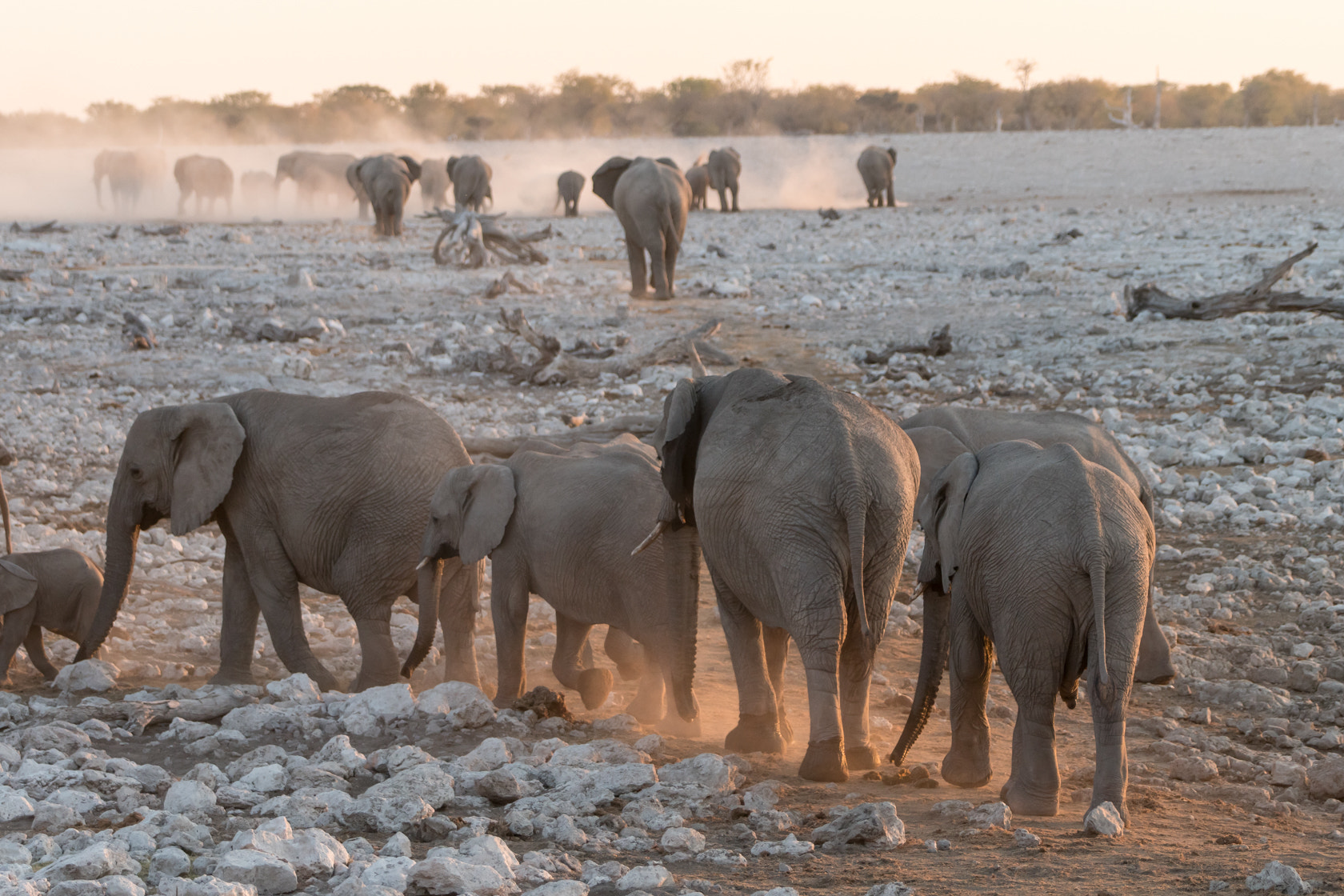 Sony a6300 + Sony 70-400mm F4-5.6 G SSM II sample photo. Elephants, etosha, namibia photography