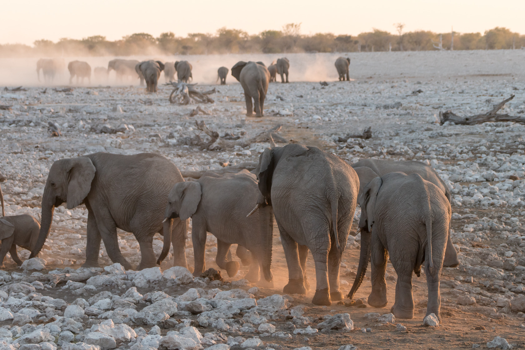 Sony 70-400mm F4-5.6 G SSM II sample photo. Elephants, etosha, namibia photography