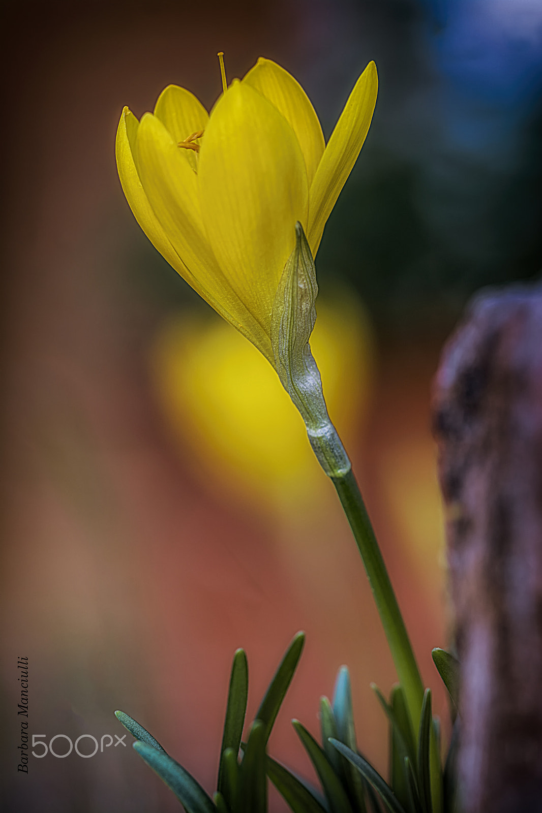 Sigma 150mm F2.8 EX DG OS Macro HSM sample photo. Colori photography