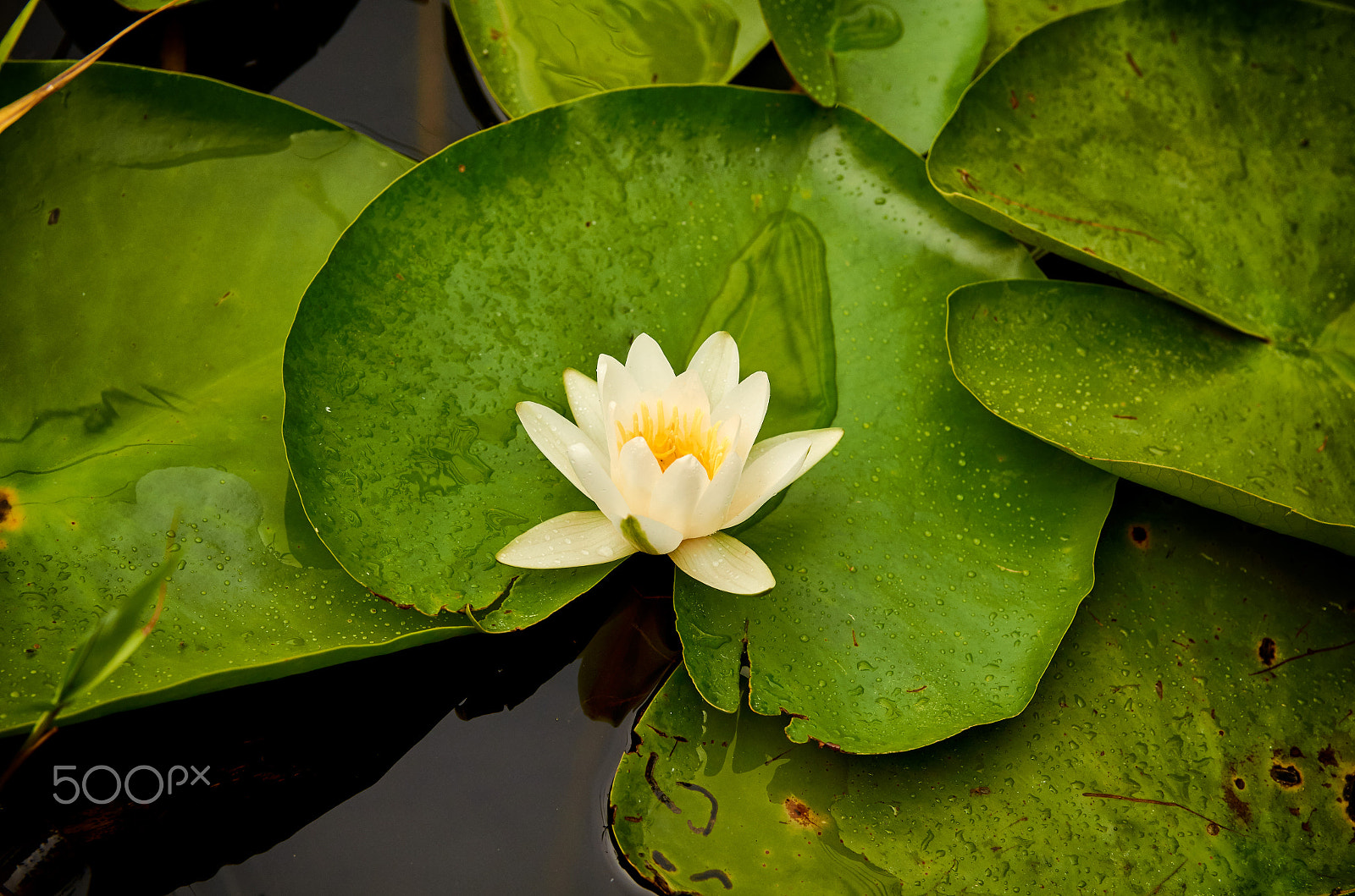 Sigma 17-50mm F2.8 EX DC OS HSM sample photo. Danube delta - water lily photography