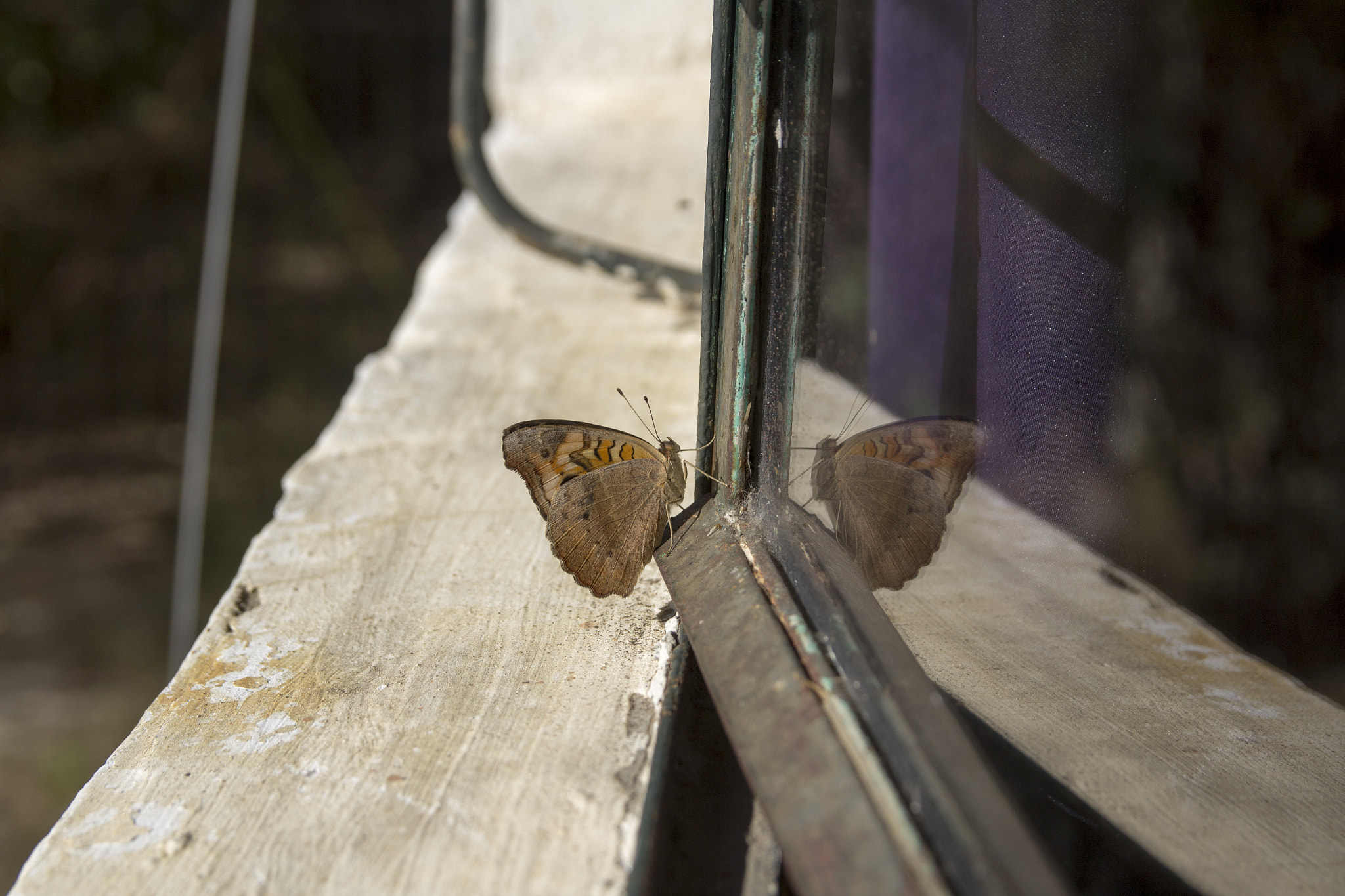 Canon EOS 600D (Rebel EOS T3i / EOS Kiss X5) + Sigma 18-50mm f/2.8 Macro sample photo. My world photography