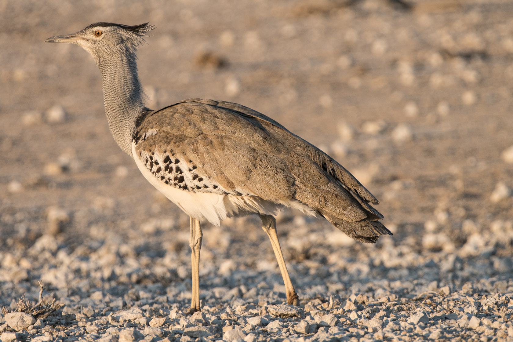 Sony 70-400mm F4-5.6 G SSM II sample photo. Kori bustard, namibia photography