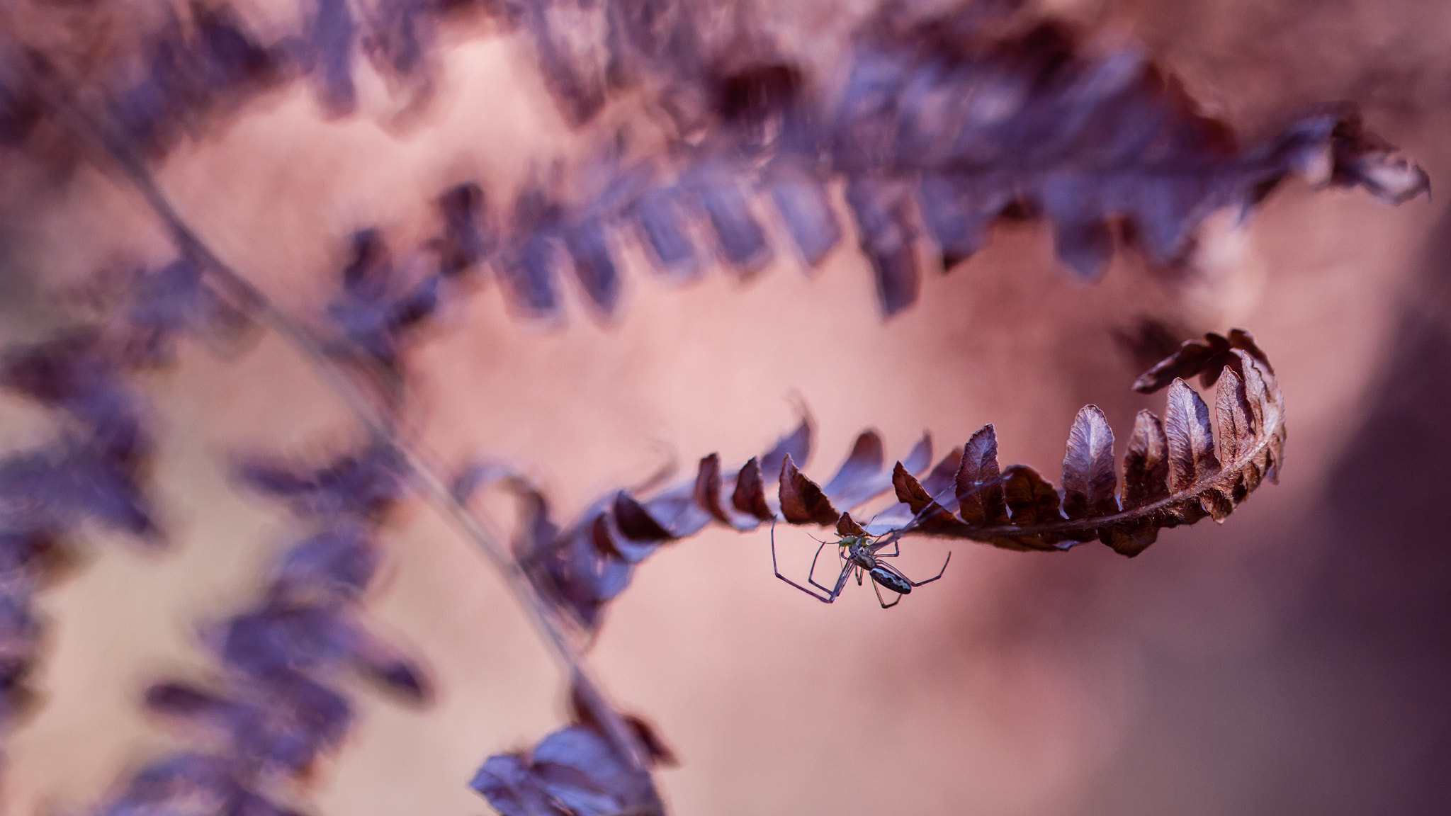Canon EOS 7D + Canon EF 100mm F2.8L Macro IS USM sample photo. Eating spider photography
