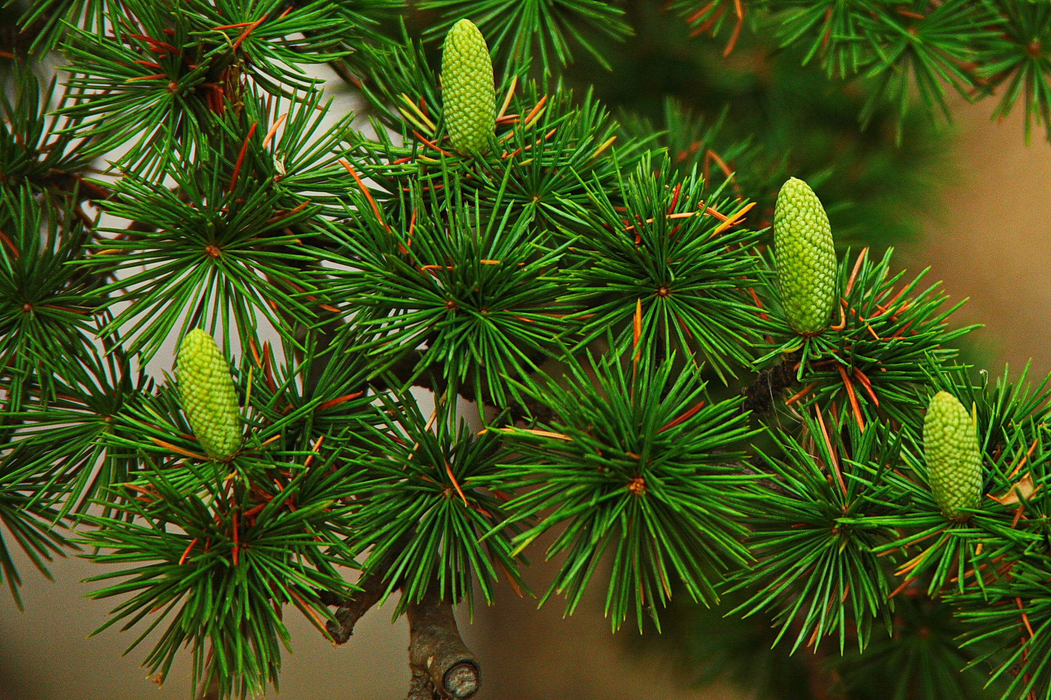 Canon EF 28-200mm F3.5-5.6 USM sample photo. Шишки photography