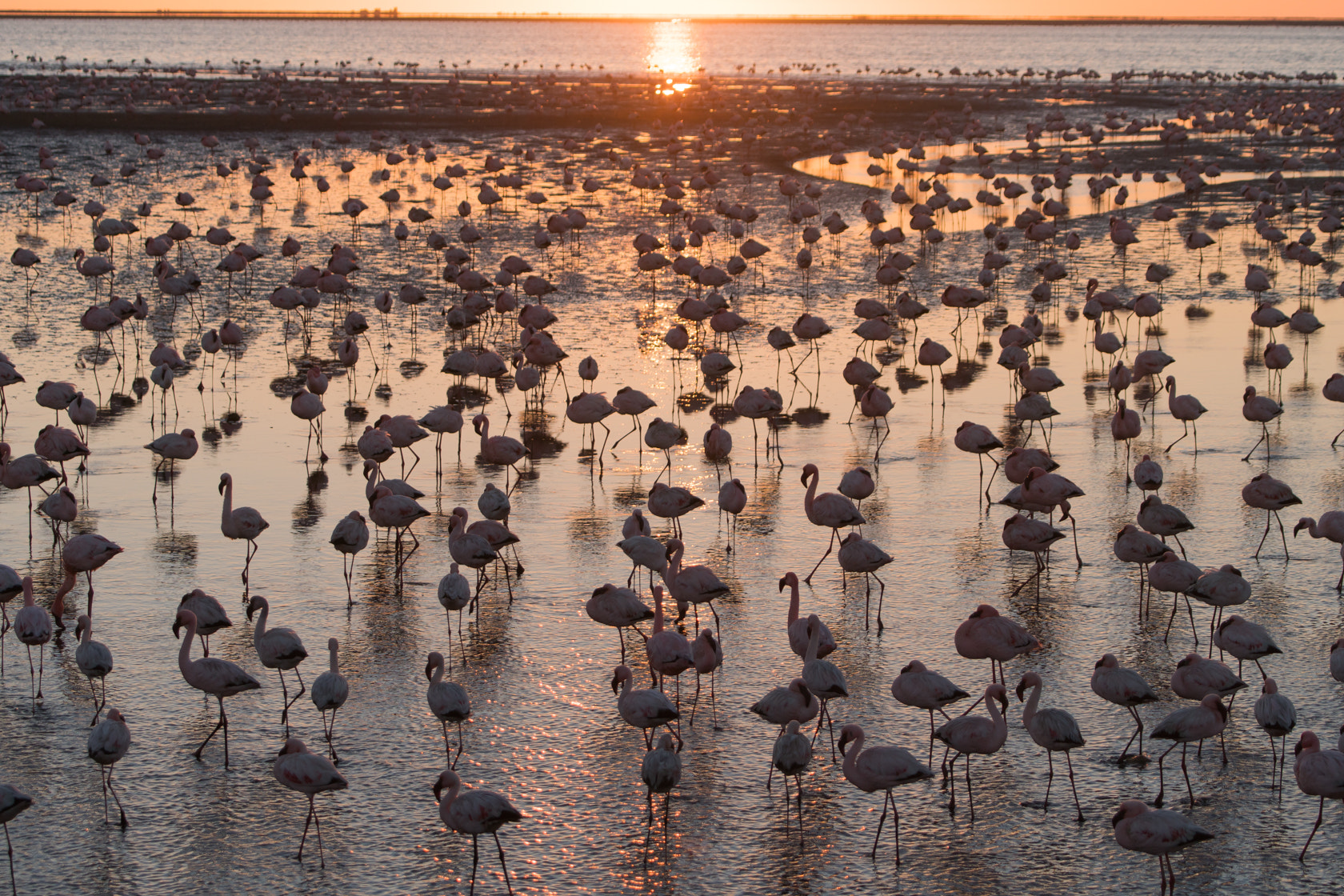 Sony 70-400mm F4-5.6 G SSM II sample photo. Lesser flamingo, skeleton coast, namibia photography