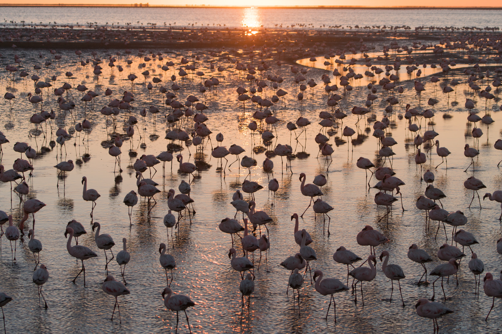 Sony a6300 + Sony 70-400mm F4-5.6 G SSM II sample photo. Lesser flamingo, skeleton coast, namibia photography