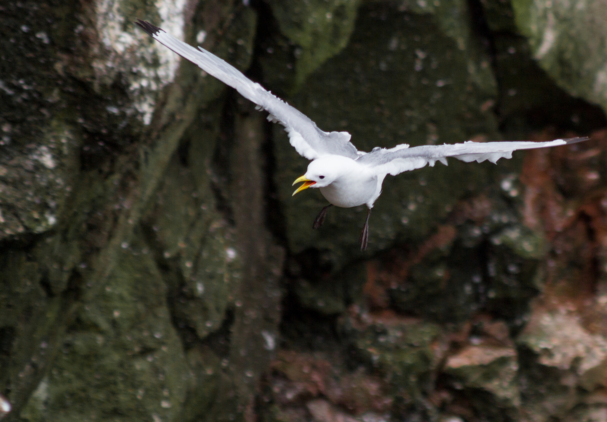 Canon EF 200mm F2.8L II USM sample photo. Kittiwake photography