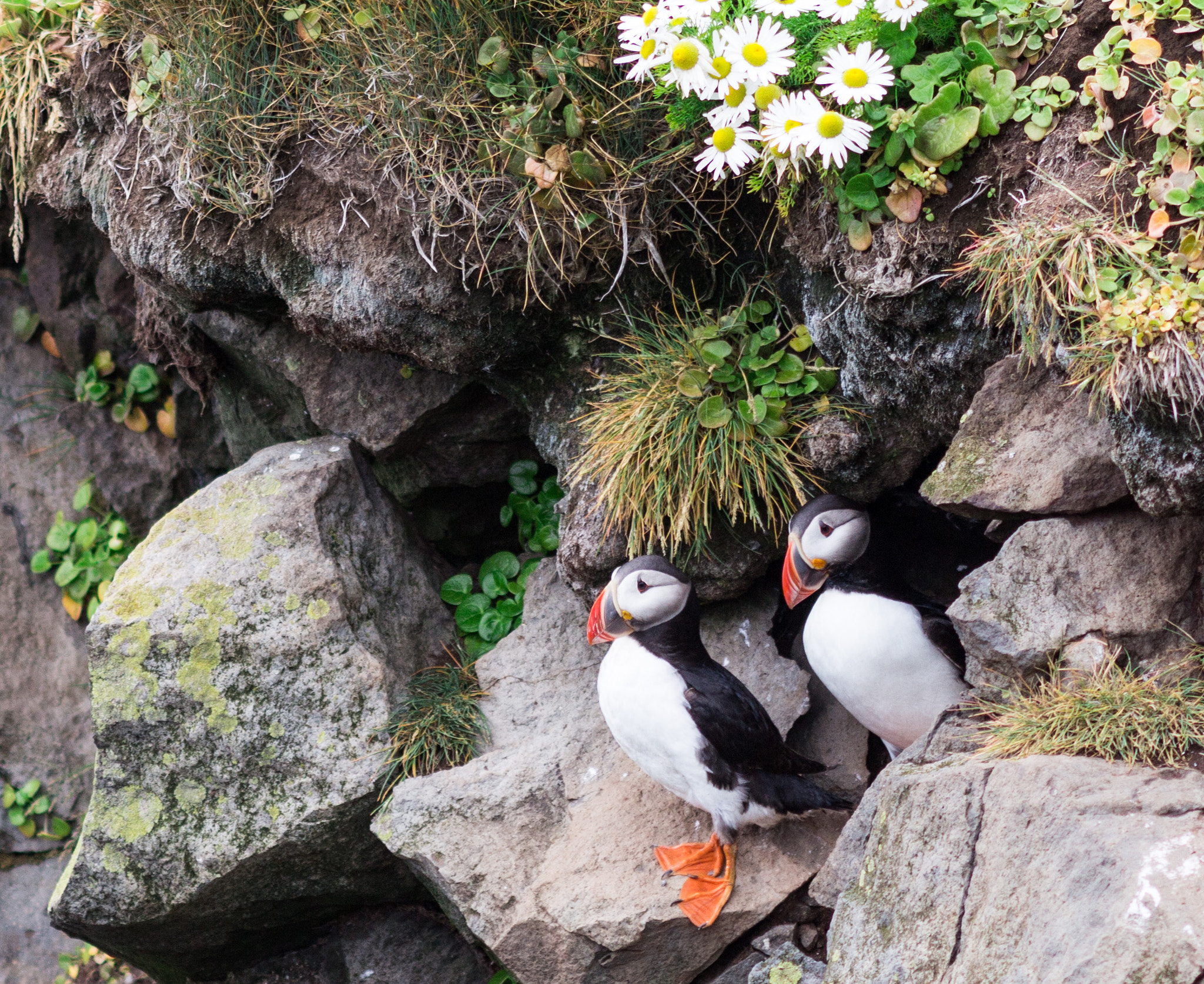 Canon EF 200mm F2.8L II USM sample photo. The final puffins photography