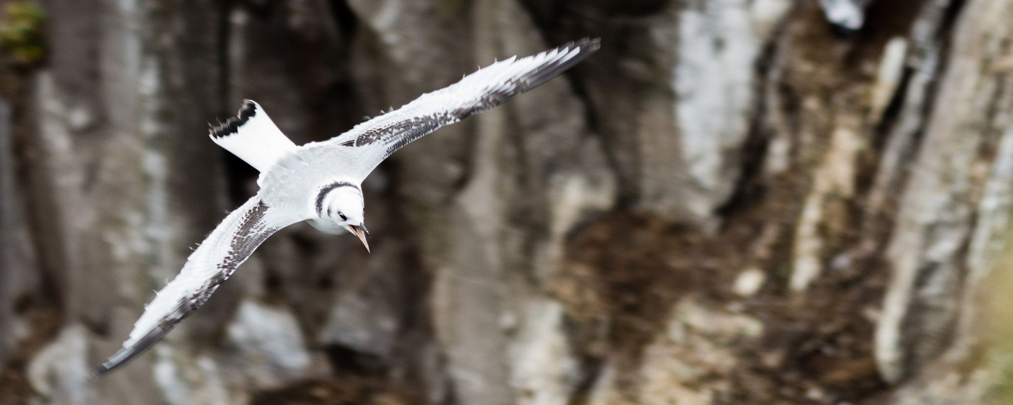 Canon EF 200mm F2.8L II USM sample photo. Young kittiwake photography
