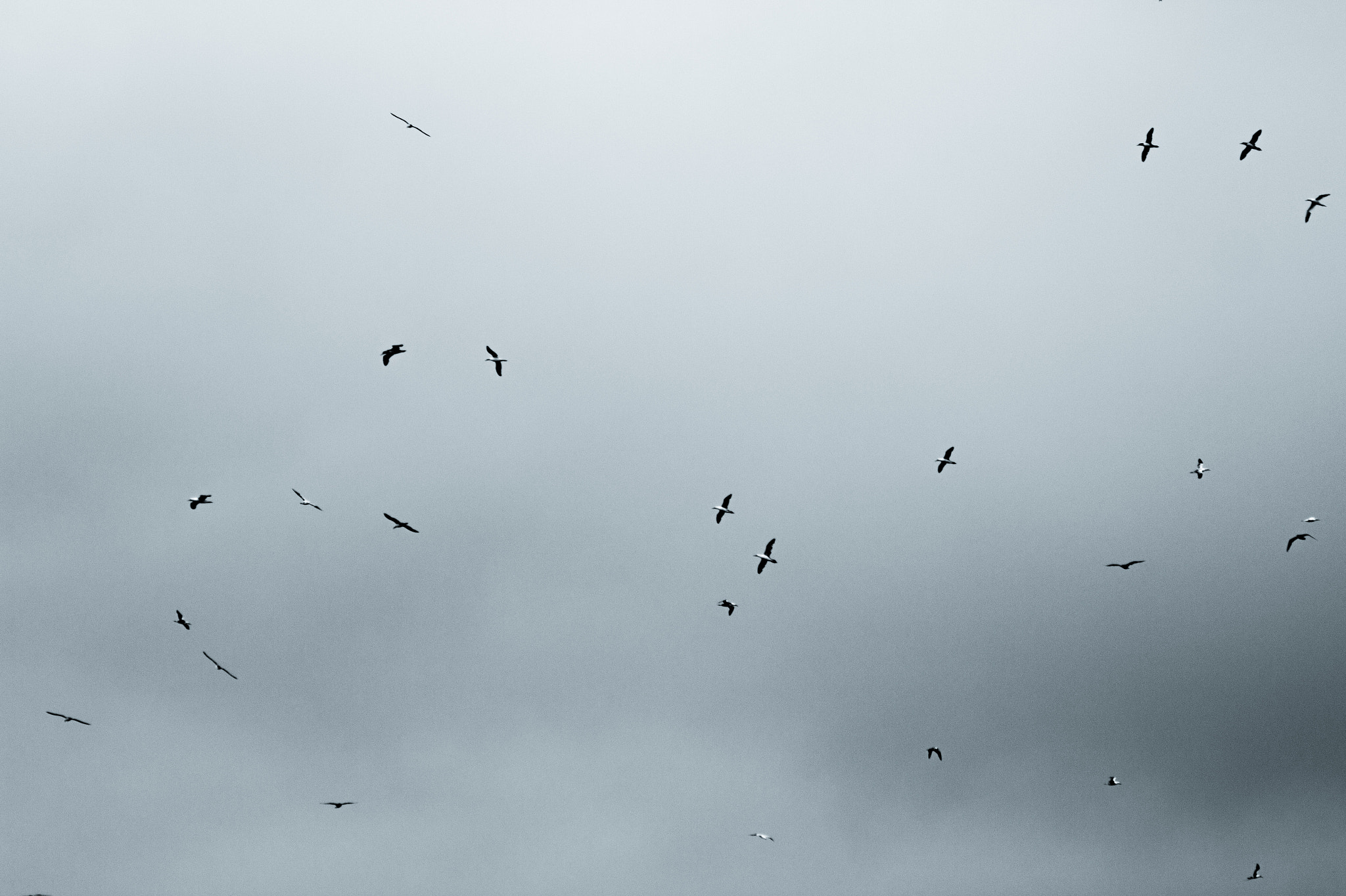 Canon EF 200mm F2.8L II USM sample photo. Flock photography
