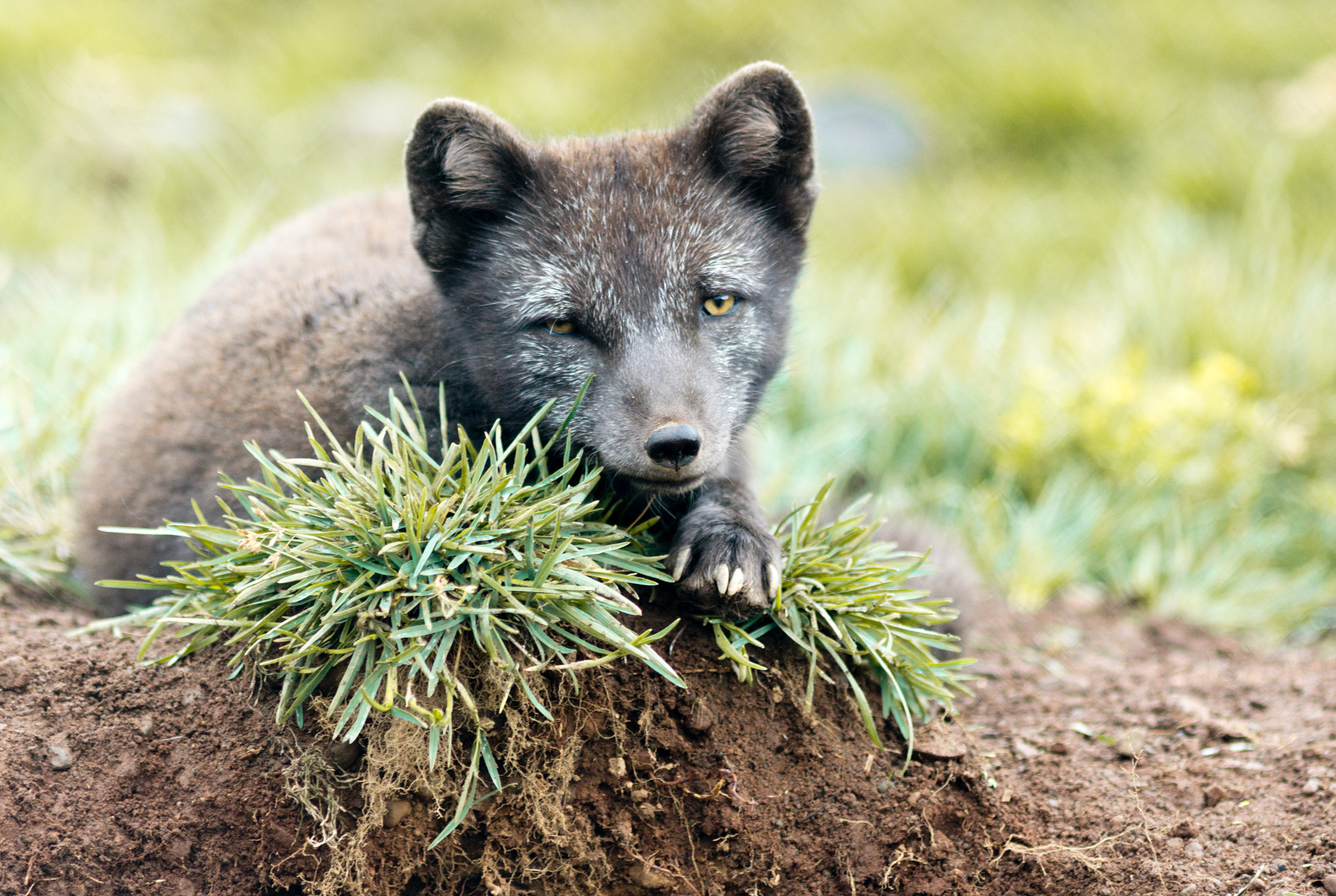 Canon EF 200mm F2.8L II USM sample photo. Arctic fox photography