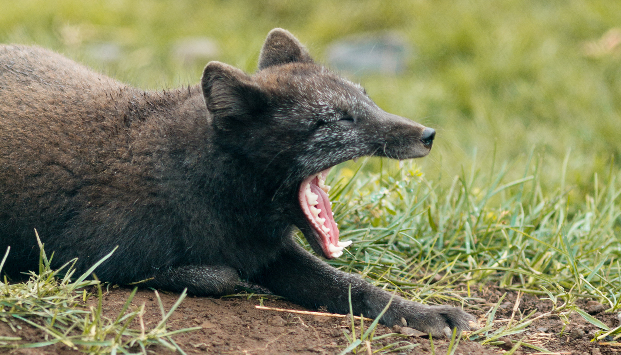 Canon EF 200mm F2.8L II USM sample photo. Arctic fox photography