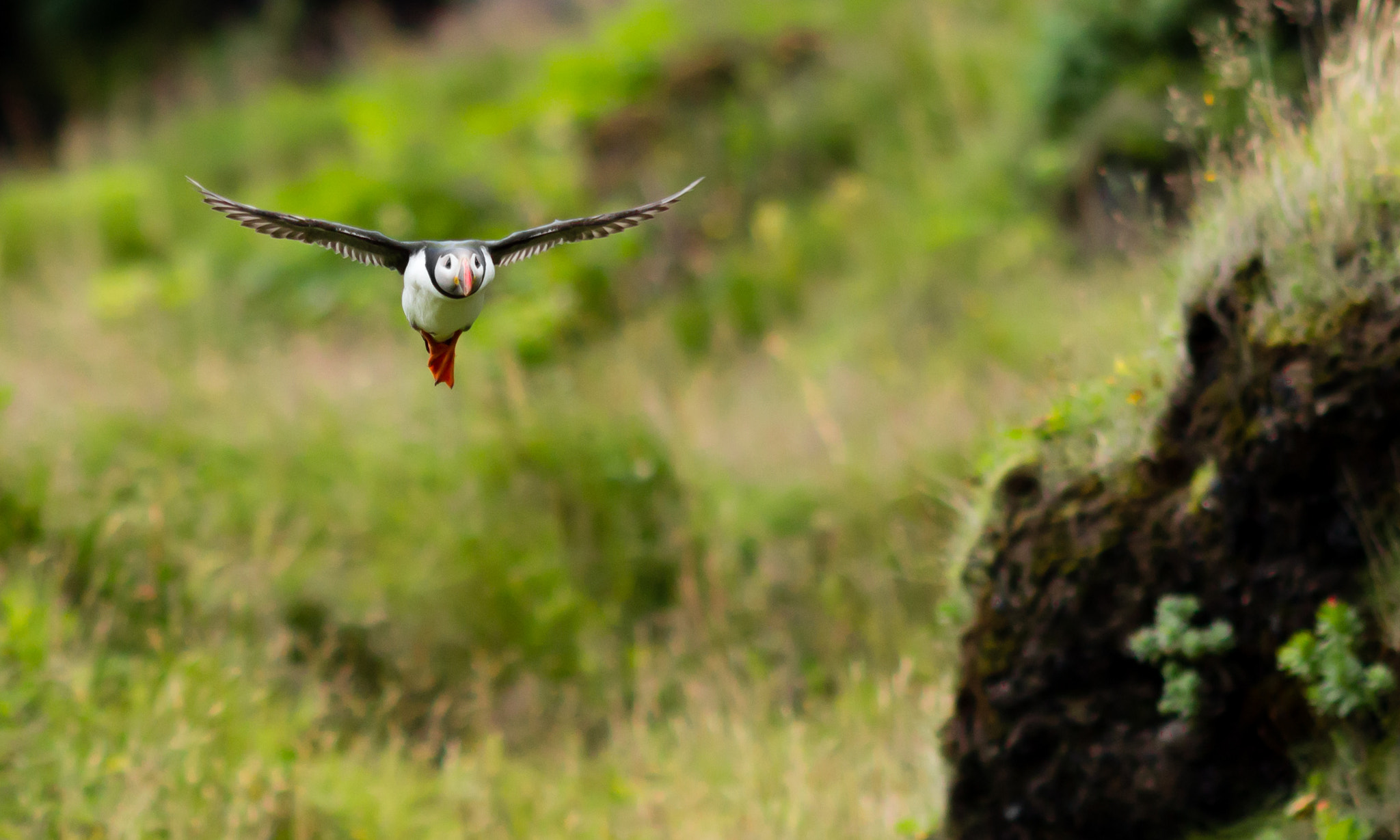 Canon EF 200mm F2.8L II USM sample photo. Flight photography