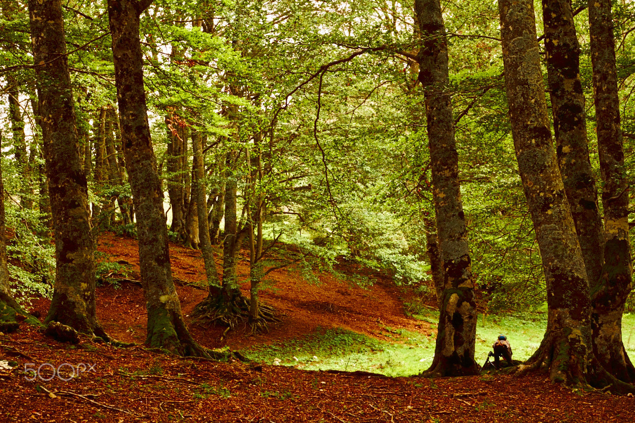 Canon EOS 550D (EOS Rebel T2i / EOS Kiss X4) sample photo. Parco nazionale d'abruzzo () photography