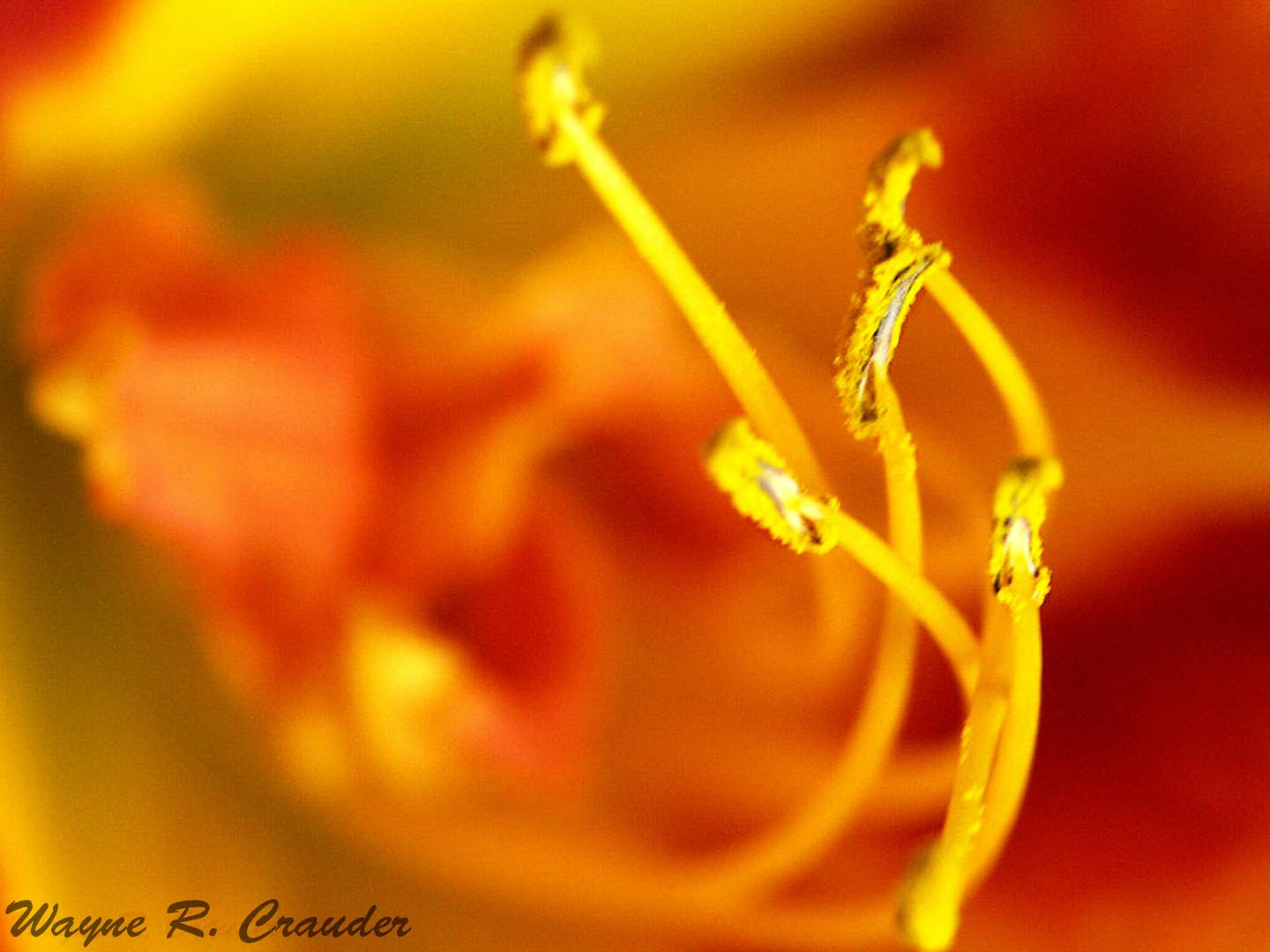 KONICA MINOLTA DiMAGE A1 sample photo. Flower macro photography