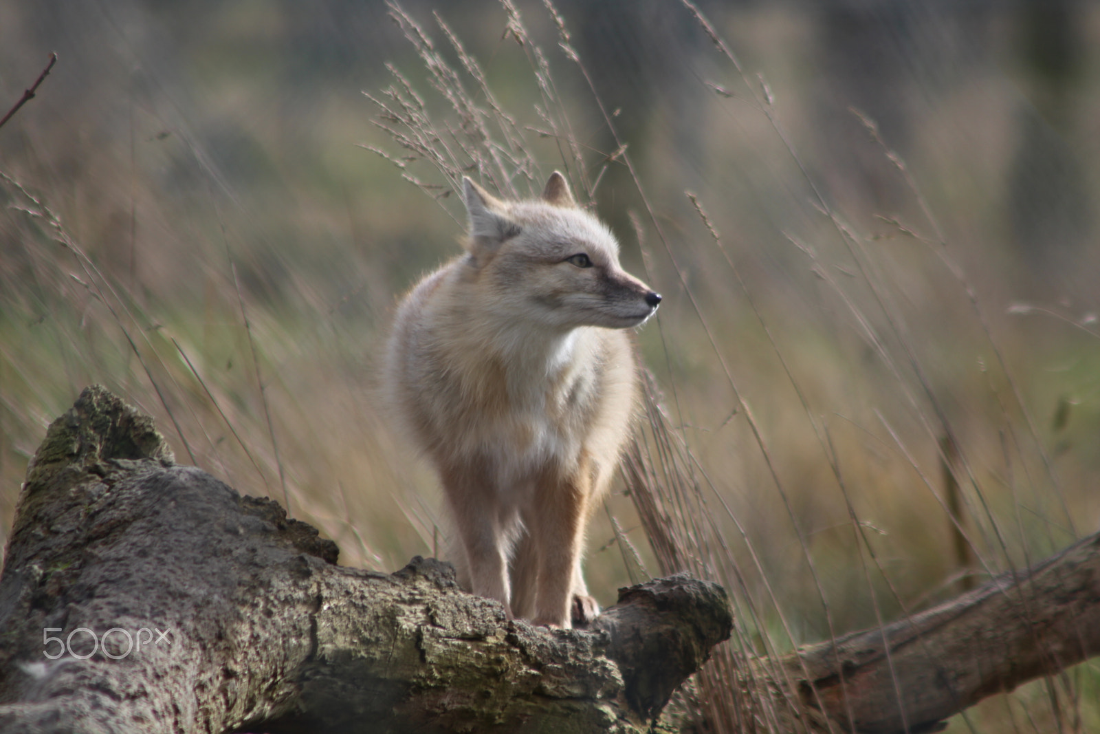 Canon EF 90-300mm F4.5-5.6 sample photo. Fox photography