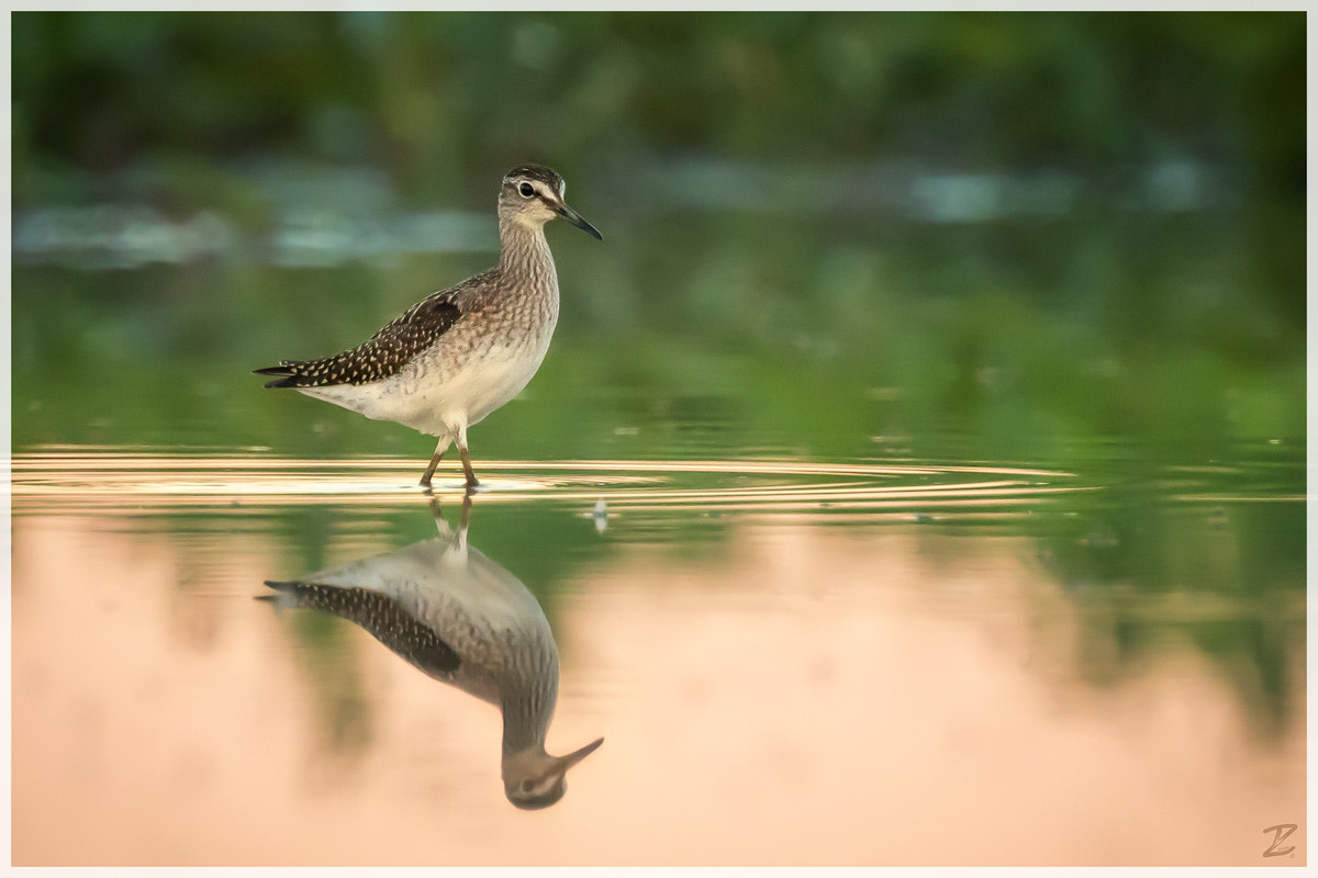 Canon EOS 7D Mark II + Canon EF 400mm F4 DO IS II USM sample photo. Bruchwasserläufer am abend photography