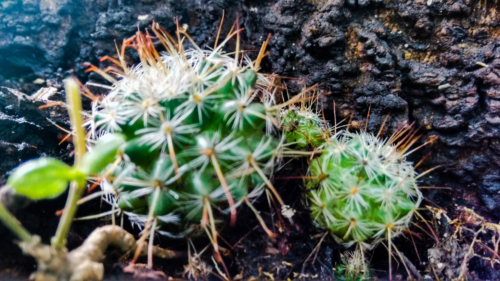 Motorola XT1063 sample photo. Little cactus  photography