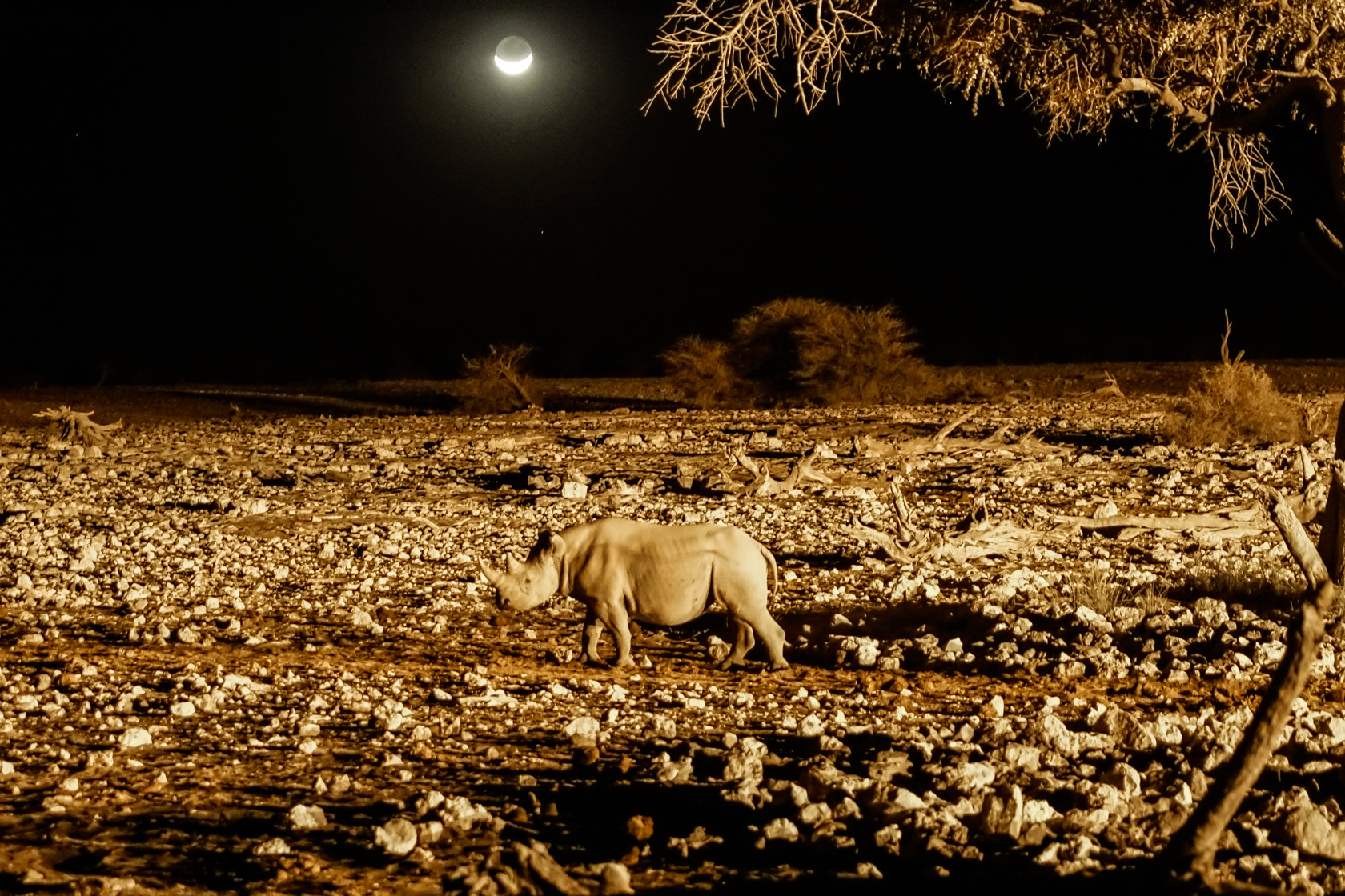 Sony 70-400mm F4-5.6 G SSM II sample photo. White rhino at night, etosha, namibia photography