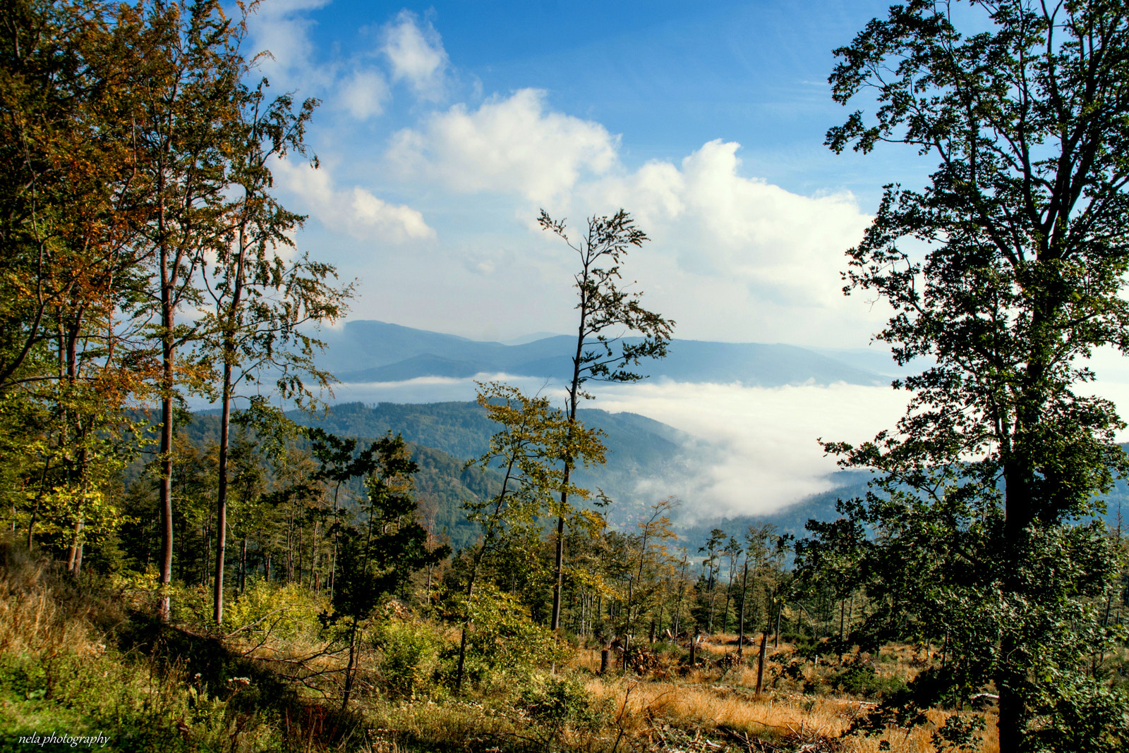 Nikon D80 + Sigma 18-200mm F3.5-6.3 DC sample photo. Autumn fog photography