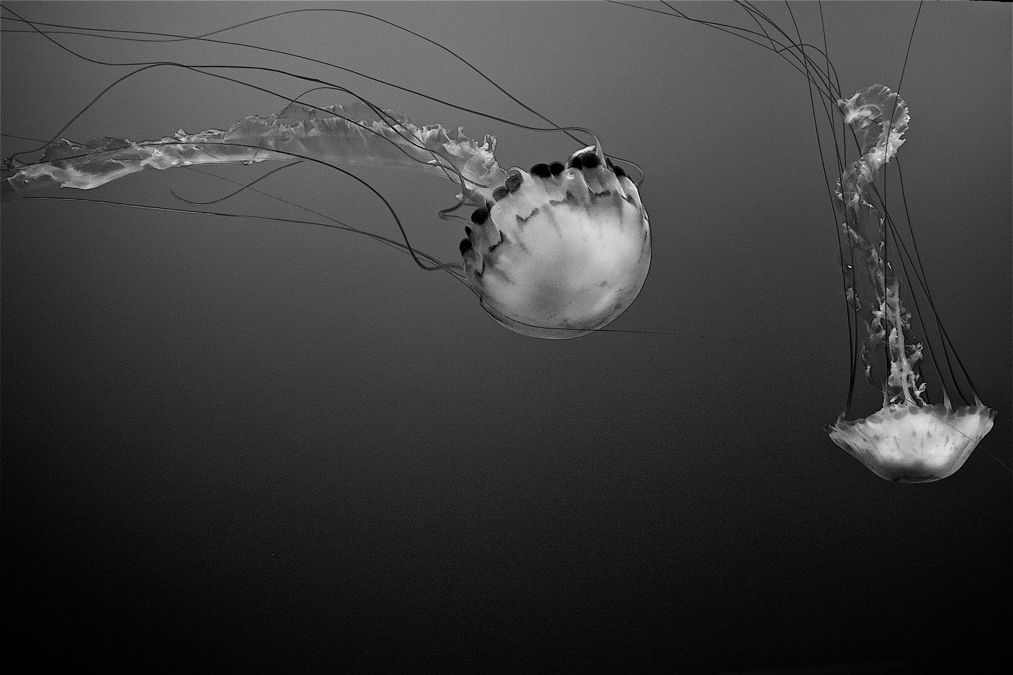 Tamron SP AF 17-50mm F2.8 XR Di II LD Aspherical (IF) sample photo. Purple striped jellyfish, monterey bay aquarium, california, usa photography