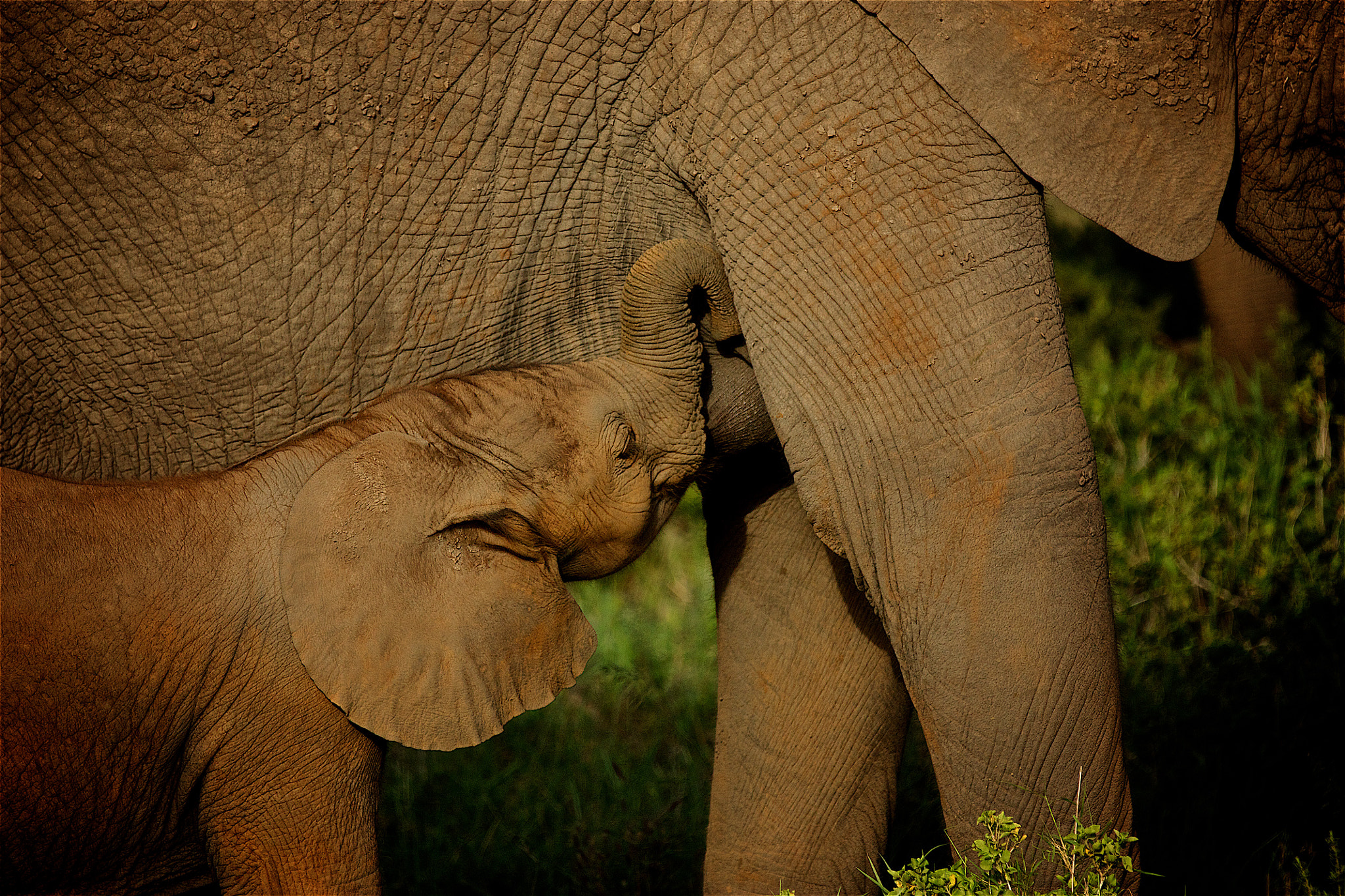 Canon EOS 450D (EOS Rebel XSi / EOS Kiss X2) sample photo. Baby elephant feeding, amboselli masai national park, kenya photography