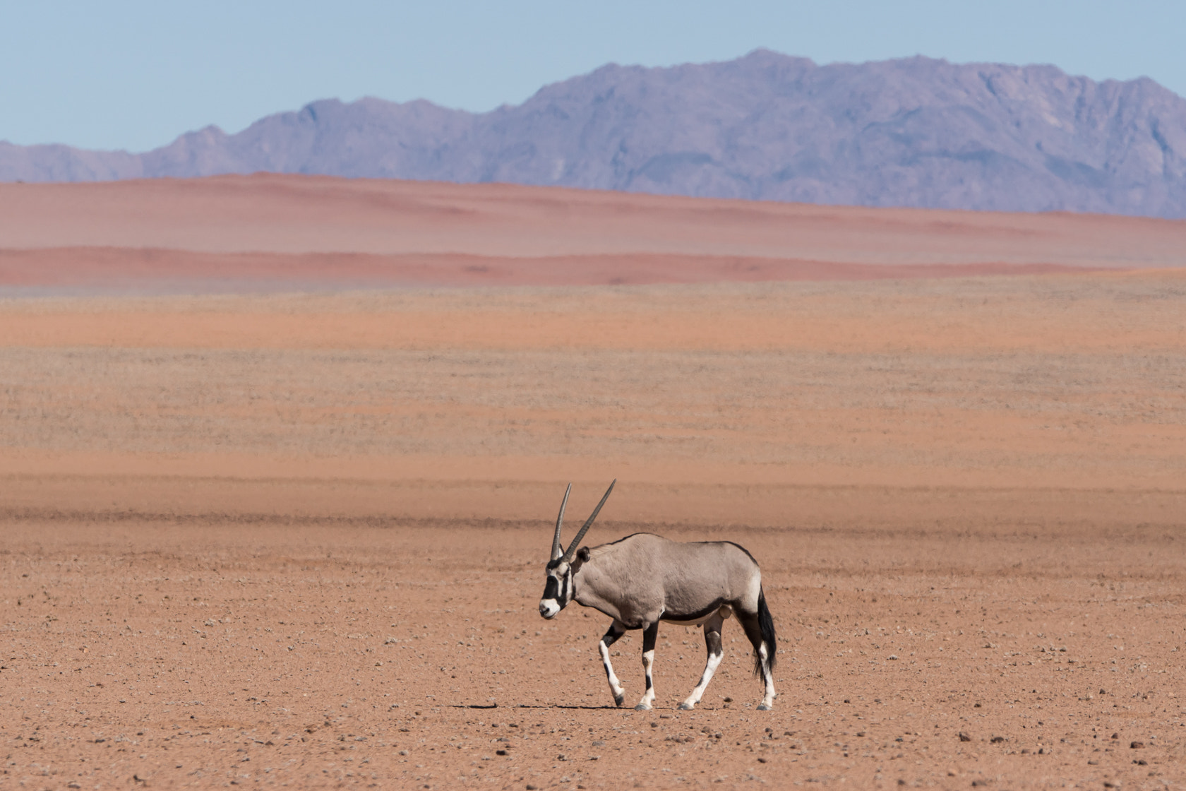 Sony 70-400mm F4-5.6 G SSM II sample photo. Oryx, namibia photography