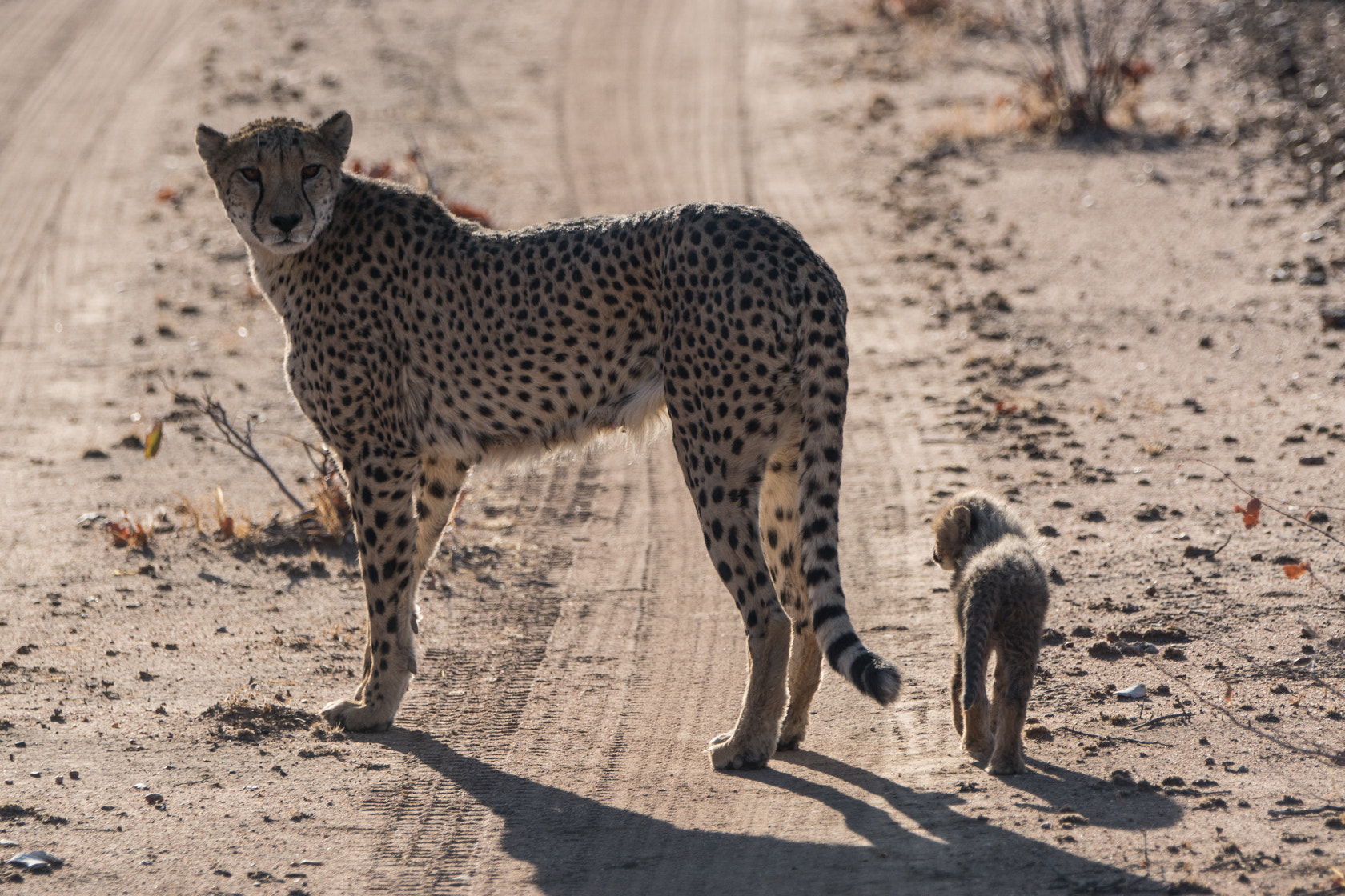 Sony 70-400mm F4-5.6 G SSM II sample photo. The old and the young one photography