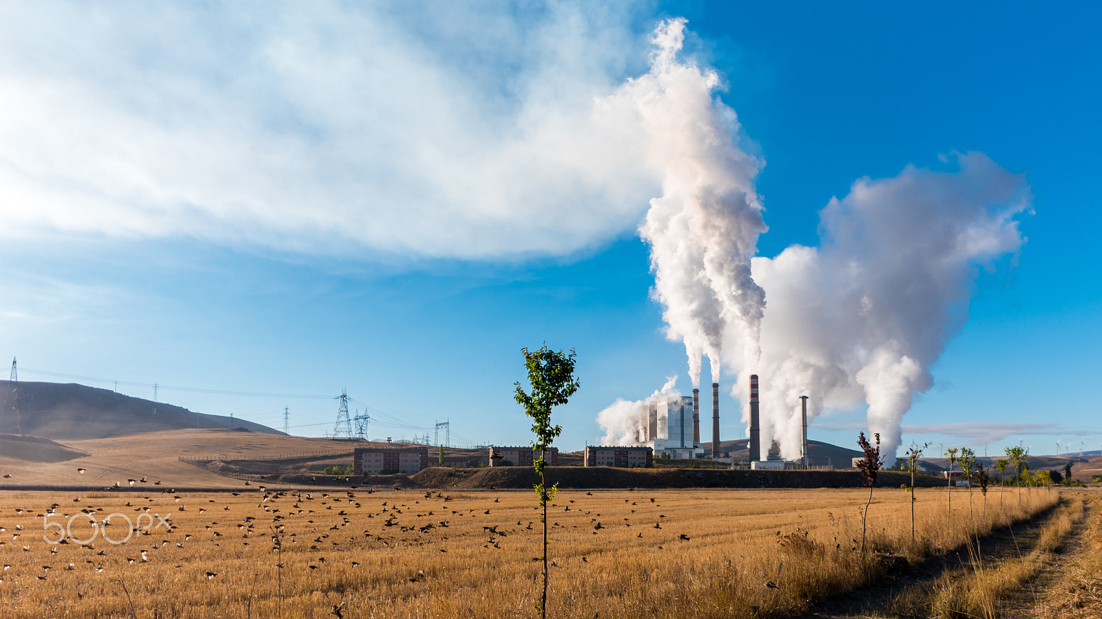 Samsung NX 16mm F2.4 Pancake sample photo. Birds,nature and pollution photography