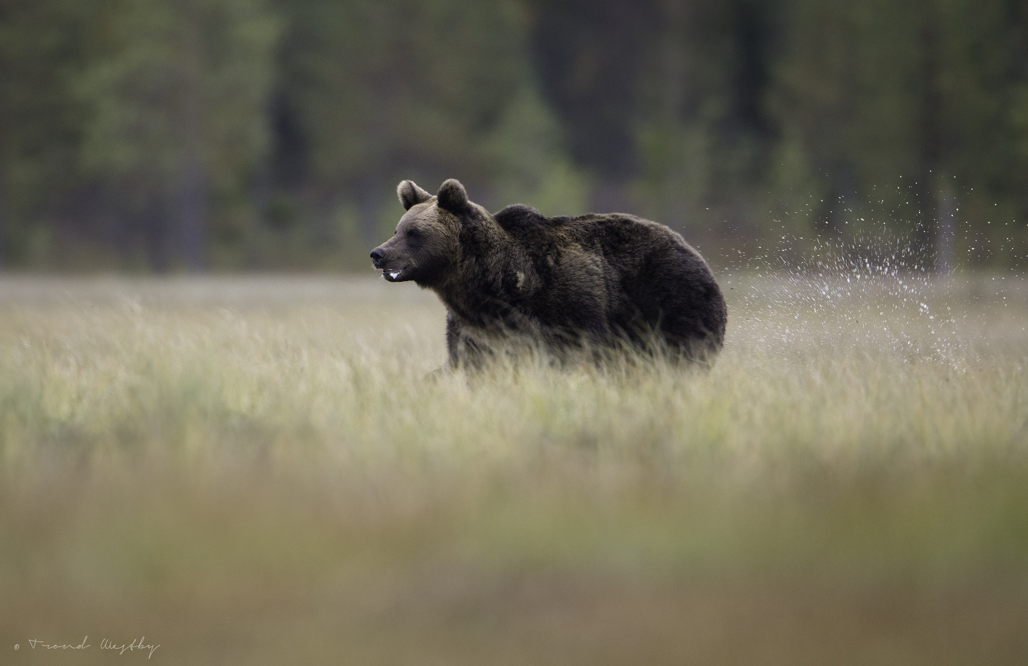 Nikon D7100 + Nikon AF-S Nikkor 600mm F4G ED VR sample photo. Bear running photography