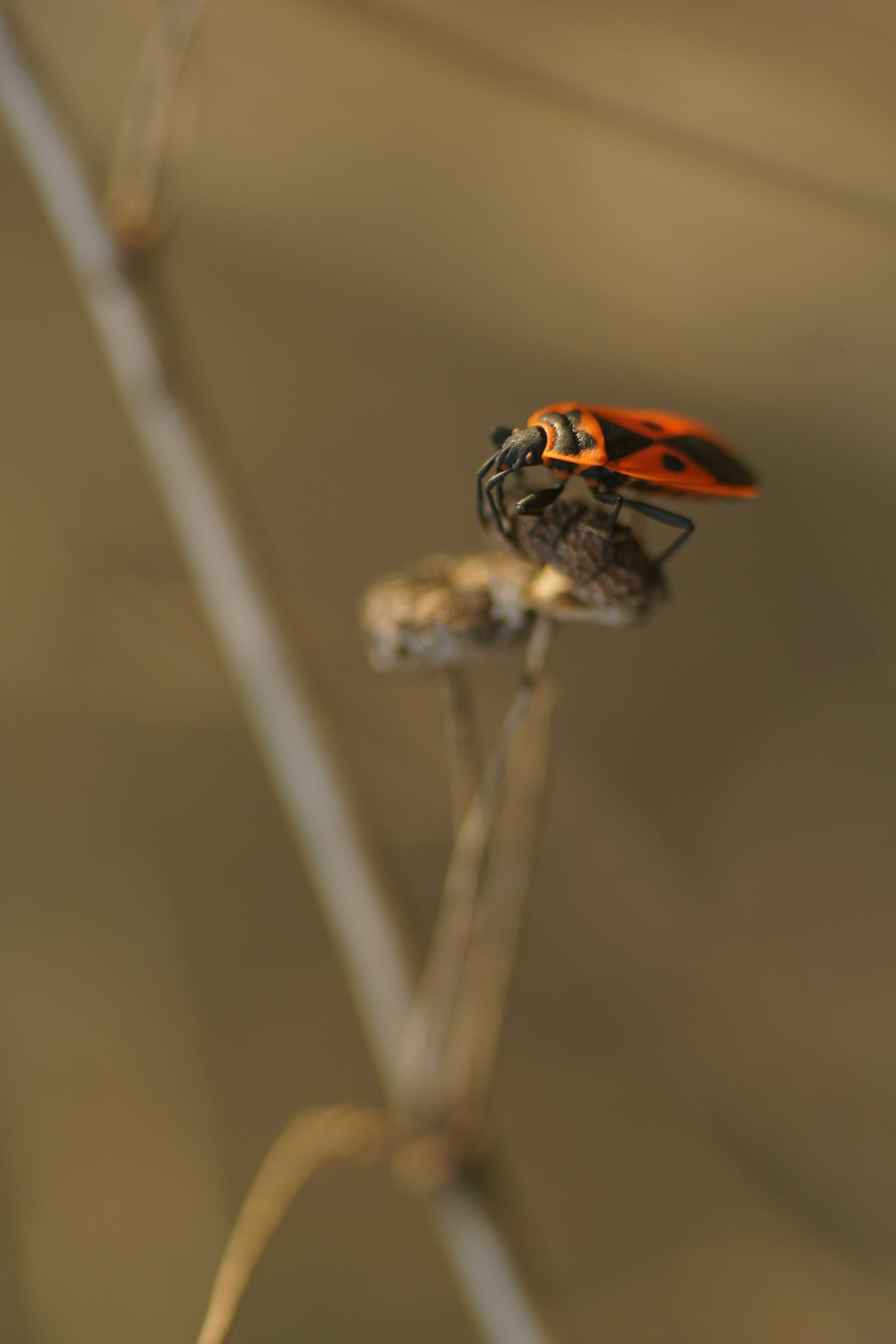 Sony a6000 + Tamron SP AF 90mm F2.8 Di Macro sample photo. Chinhe rojo(ii) photography