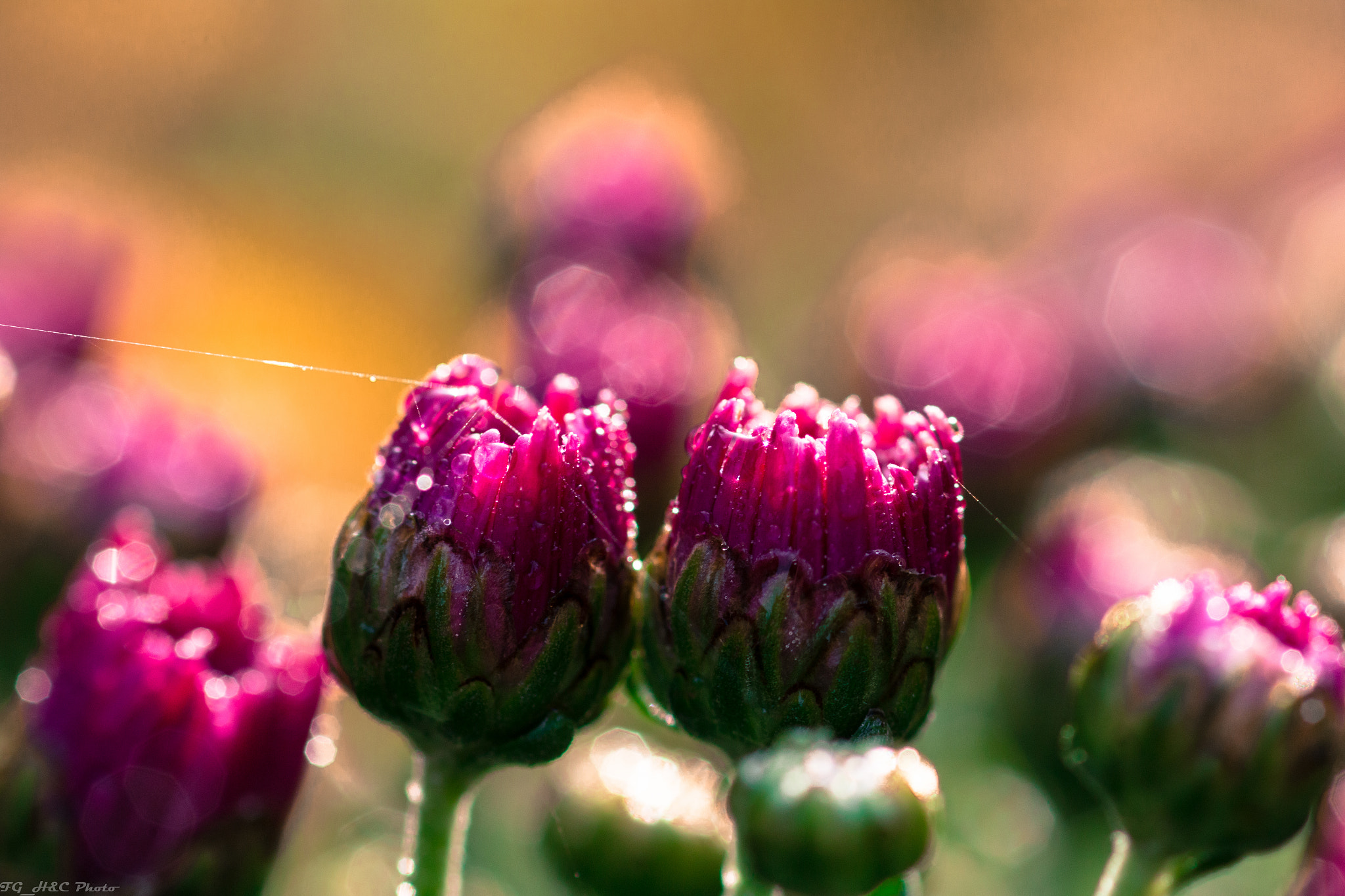 Canon EOS 70D + Canon EF 100mm F2.8 Macro USM sample photo. Flowers photography