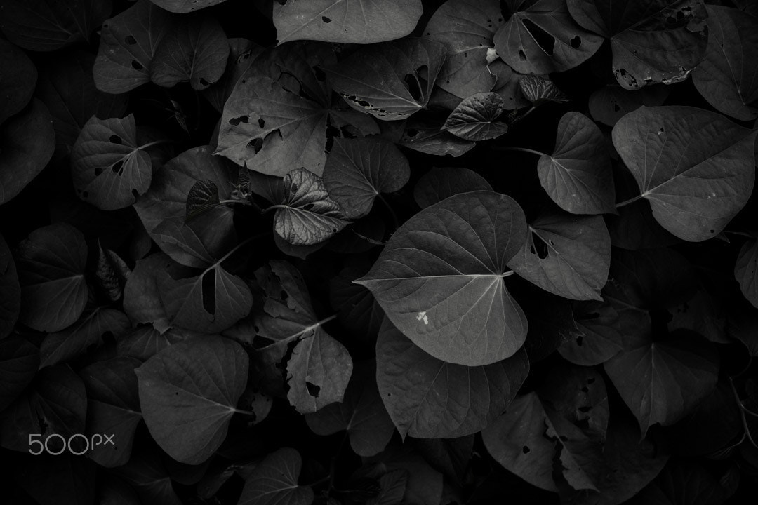 Canon EF-S 24mm F2.8 STM sample photo. Low photography