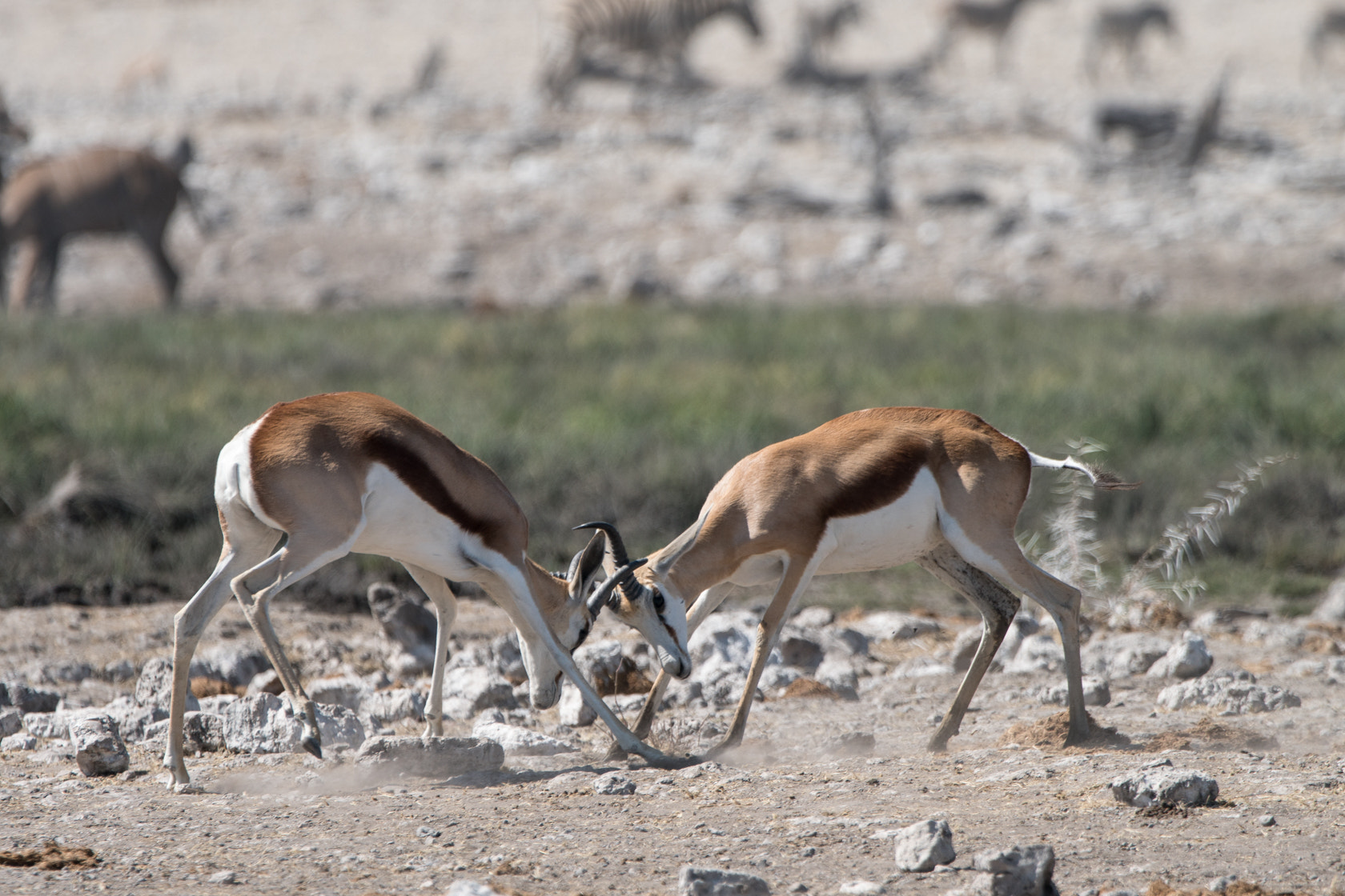 Sony a6300 + Sony 70-400mm F4-5.6 G SSM II sample photo. Springbok,etosha,namibia photography